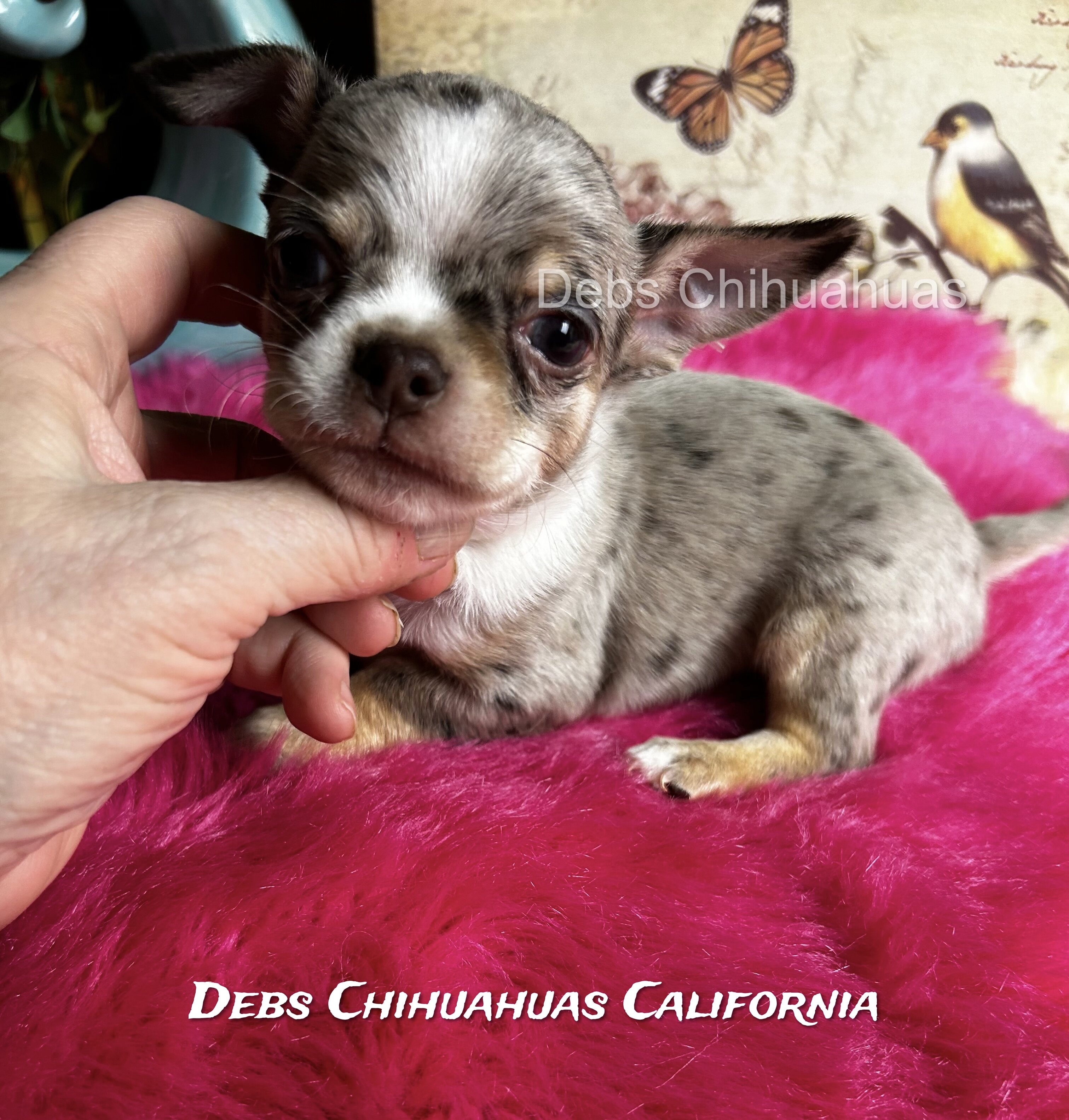 Debs Chihuahua California image 1
