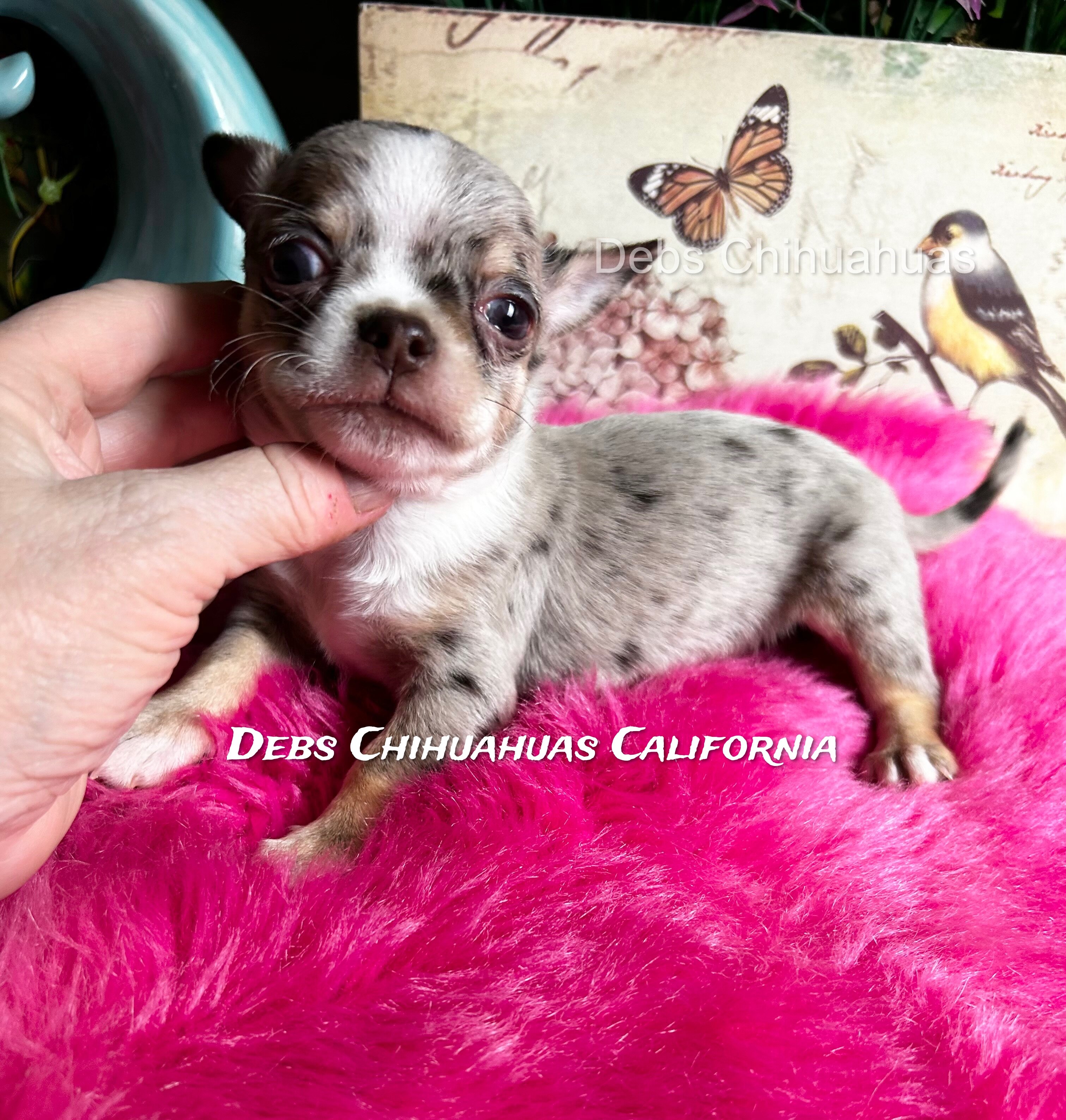 Debs Chihuahua California image 3