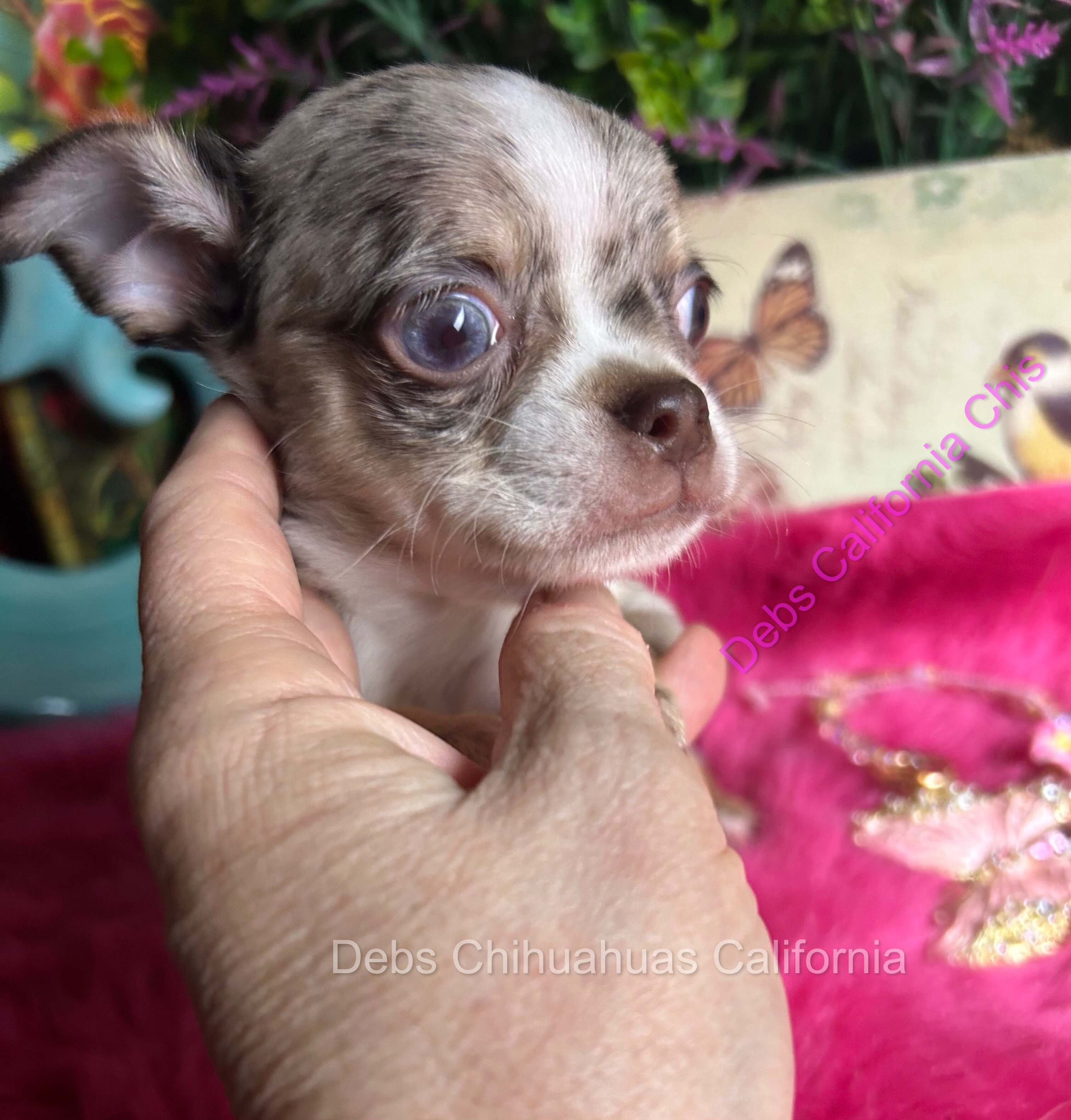 Debs Chihuahua California image 3