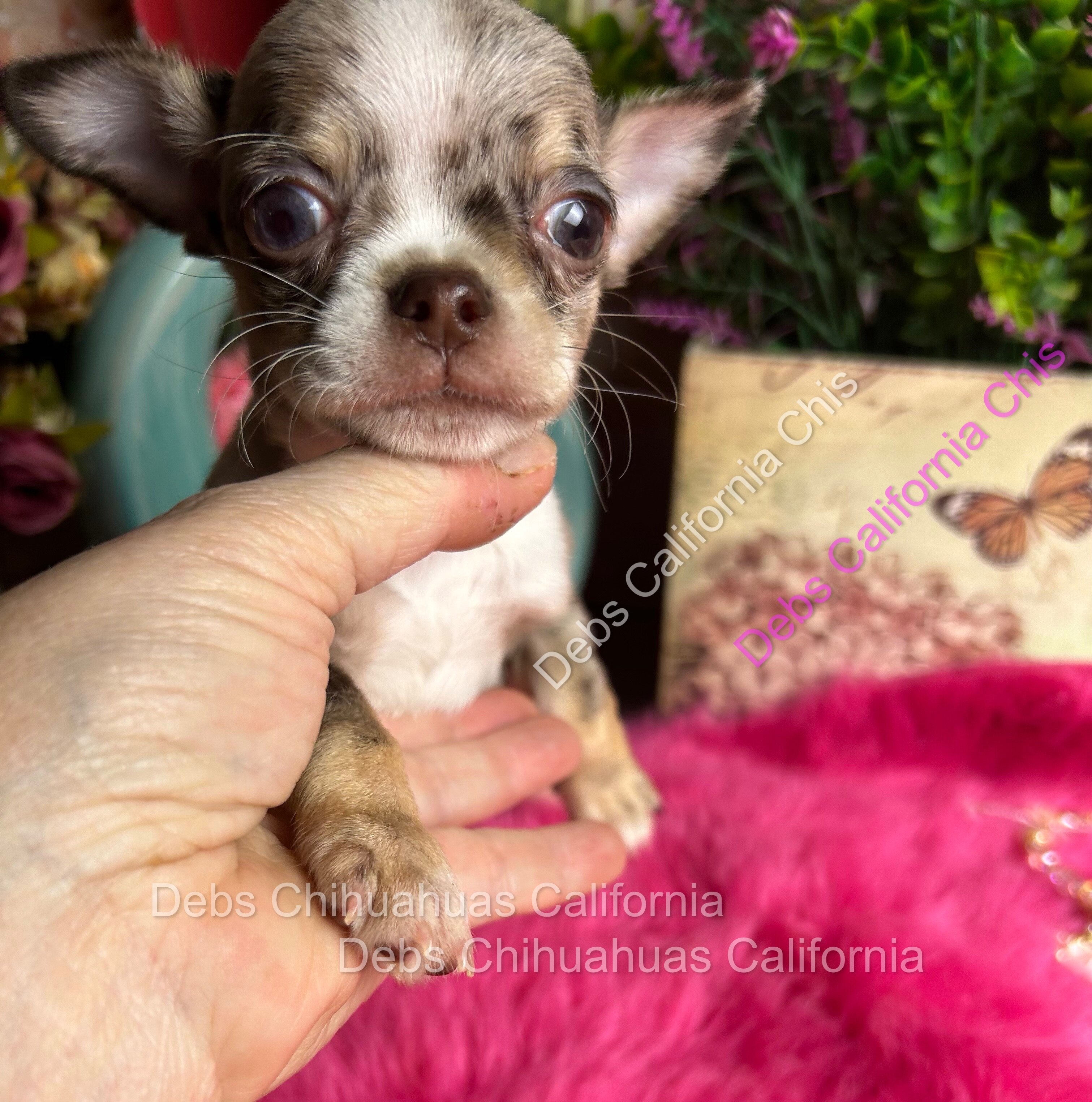 Debs Chihuahua California image 4