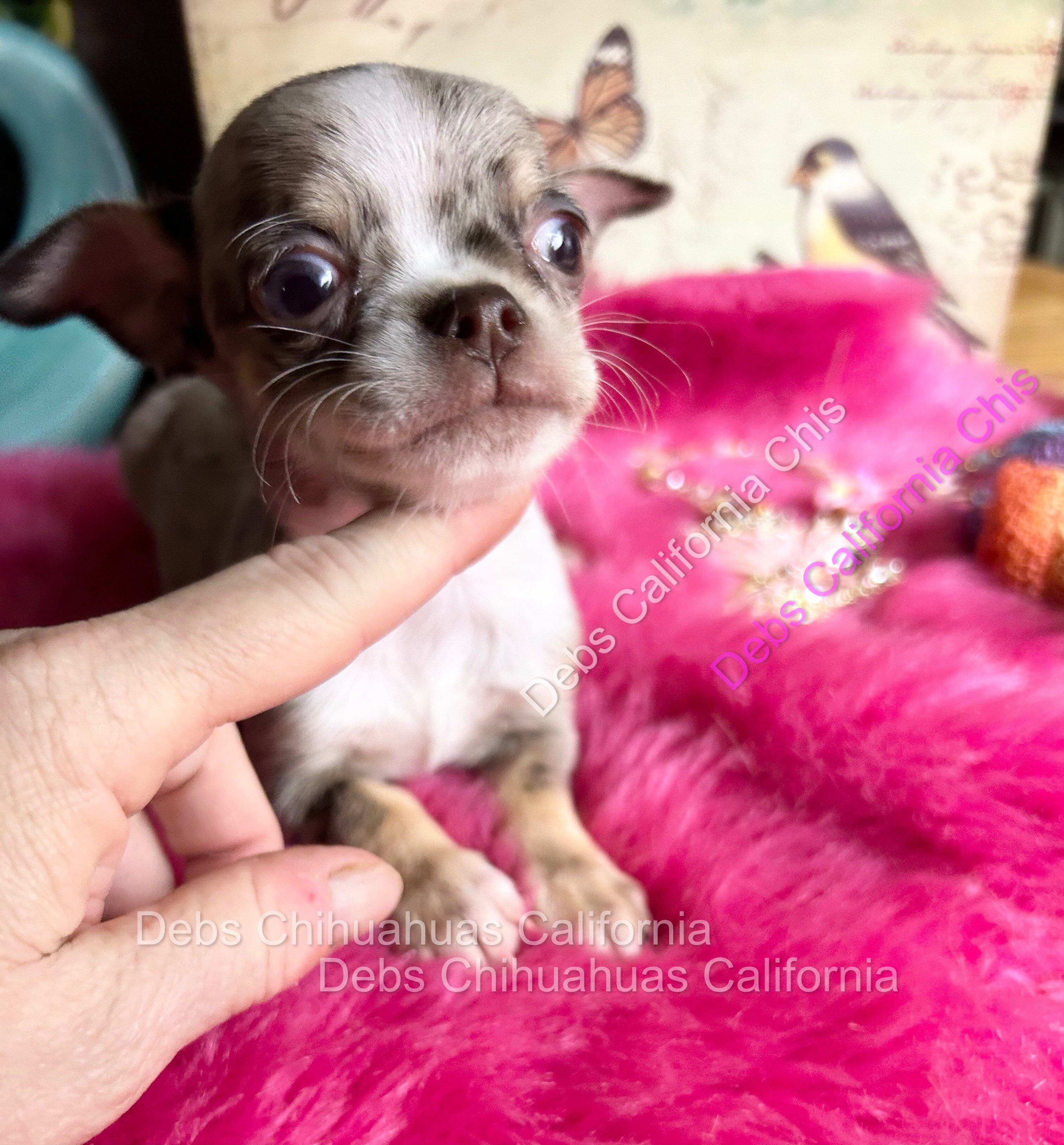 Debs Chihuahua California image 1
