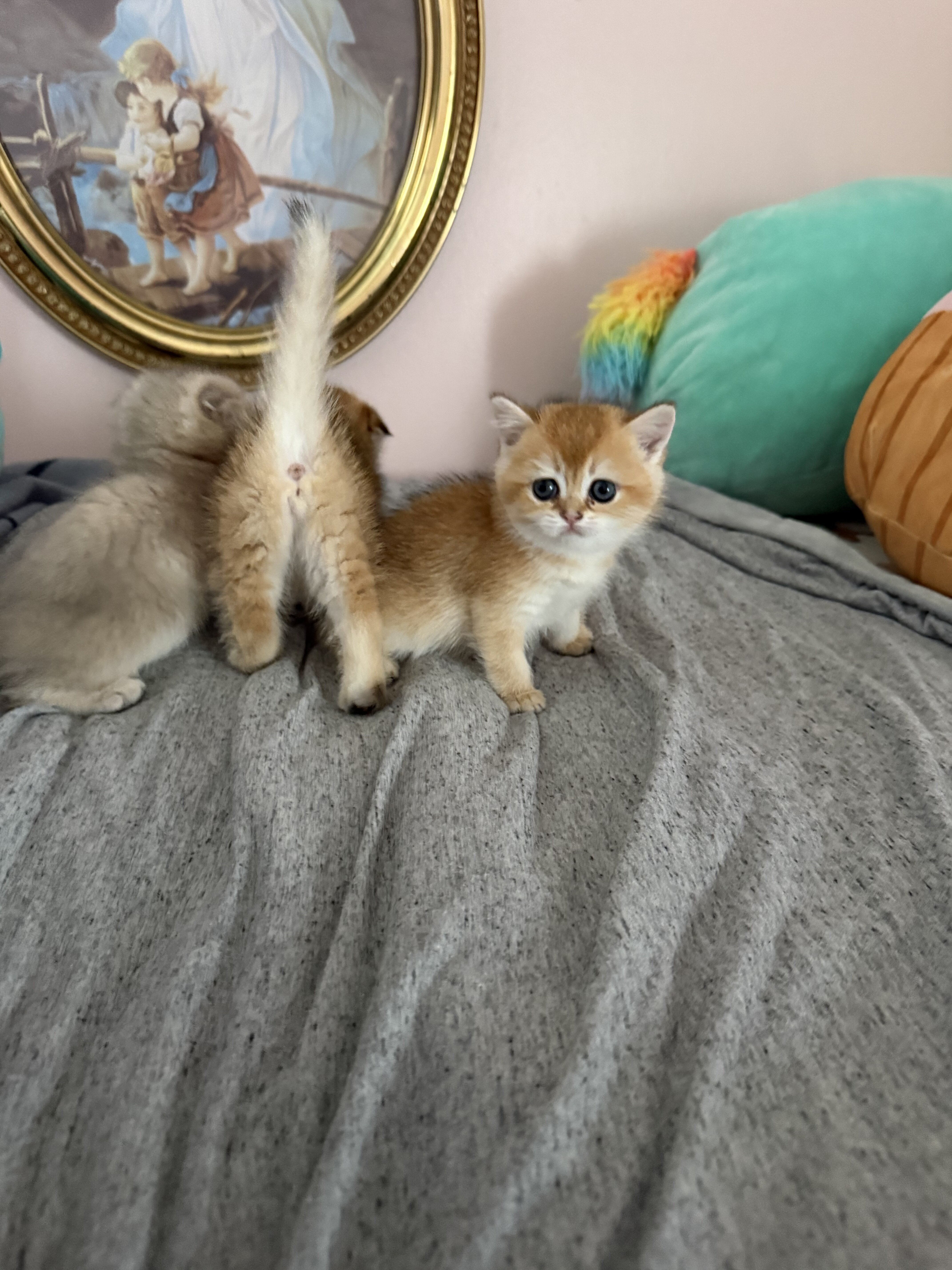 Scottish fold kittens image 2