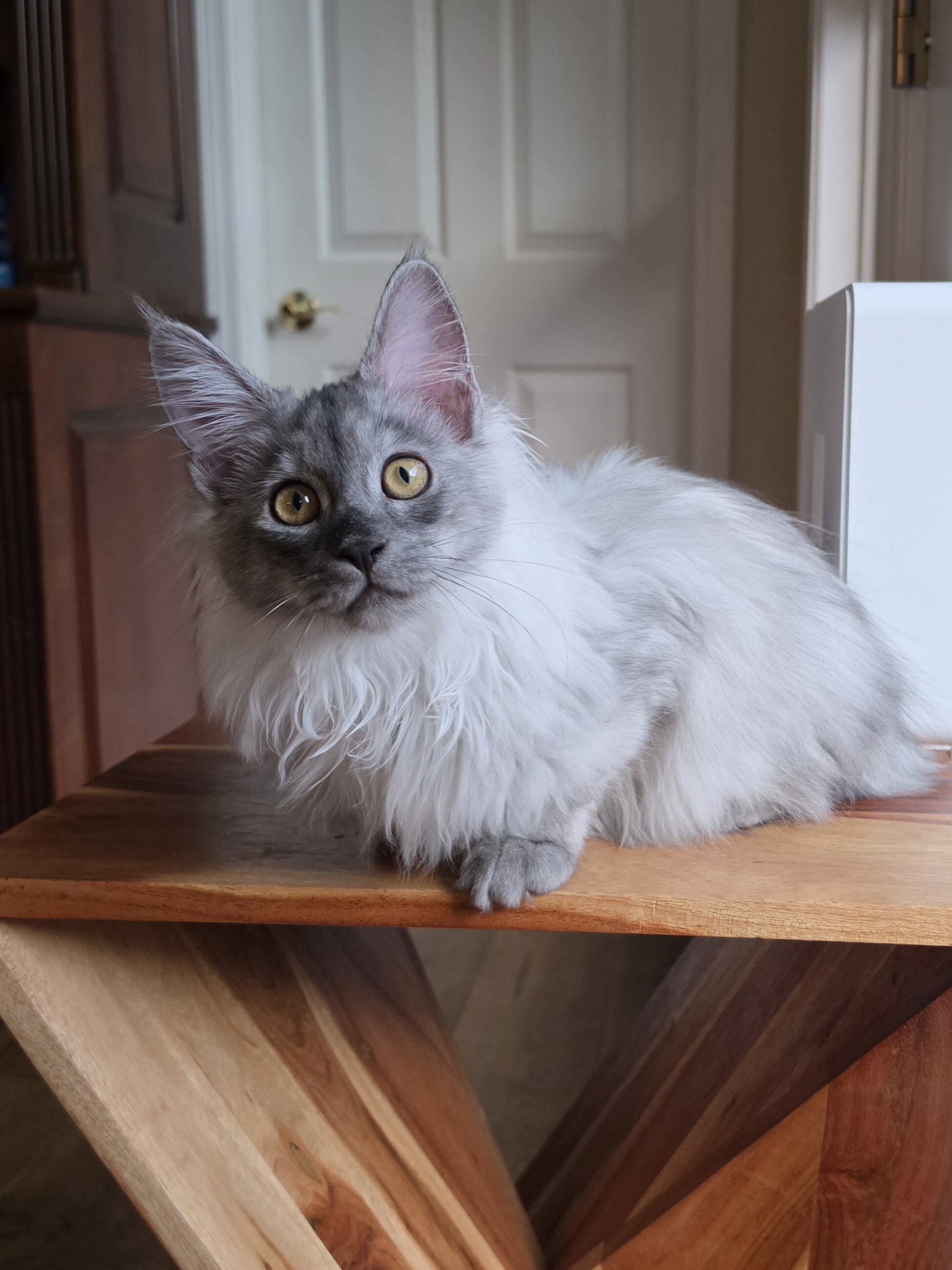 Maine Coon female image 7