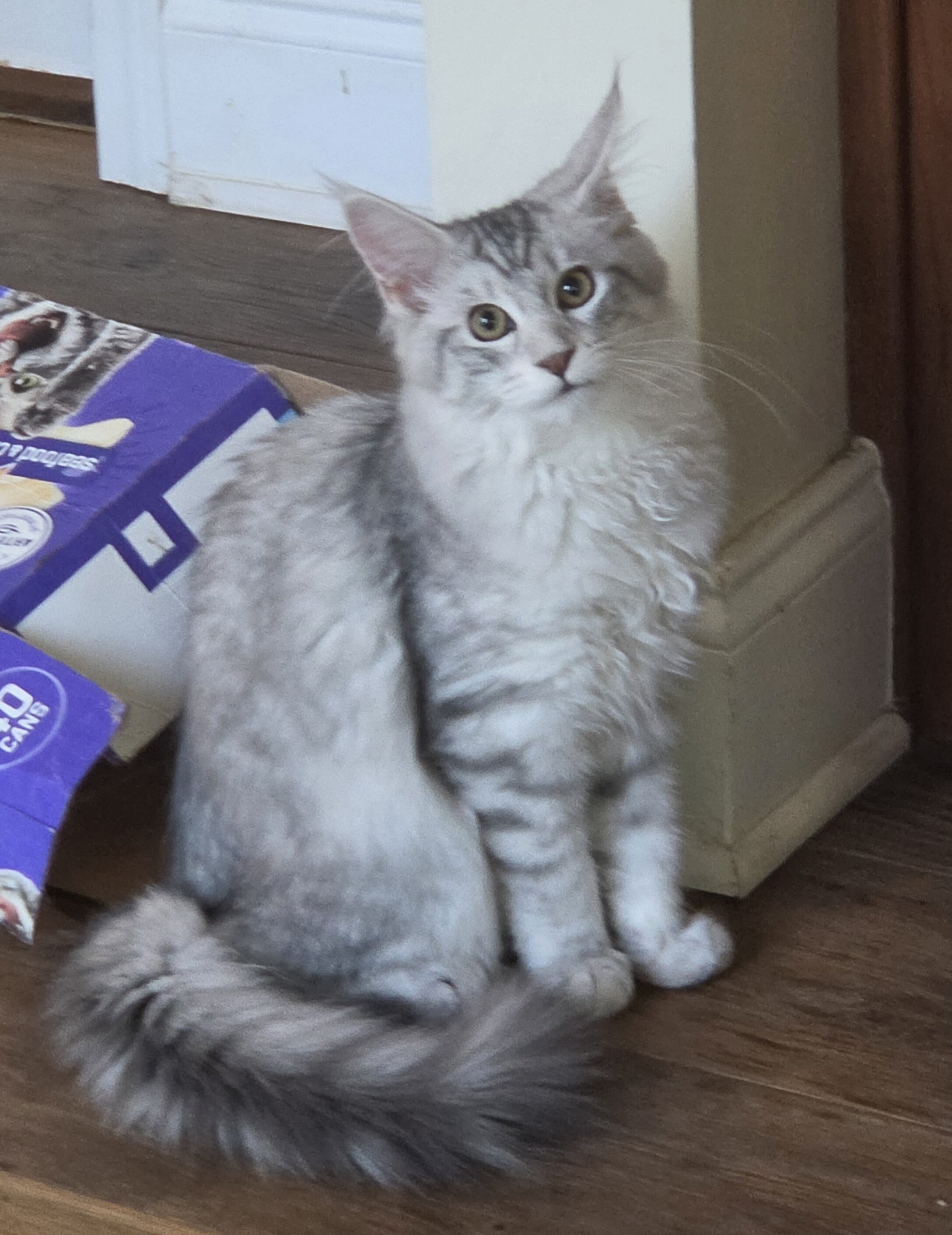 Maine Coon female image 5