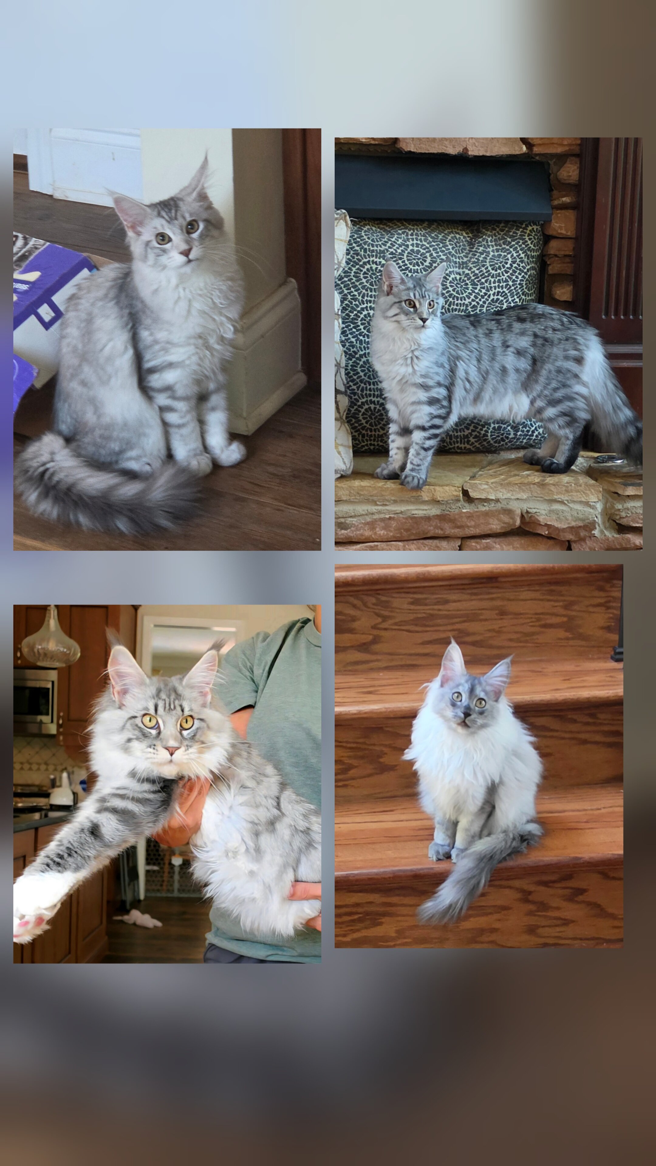 Maine Coon female image 1