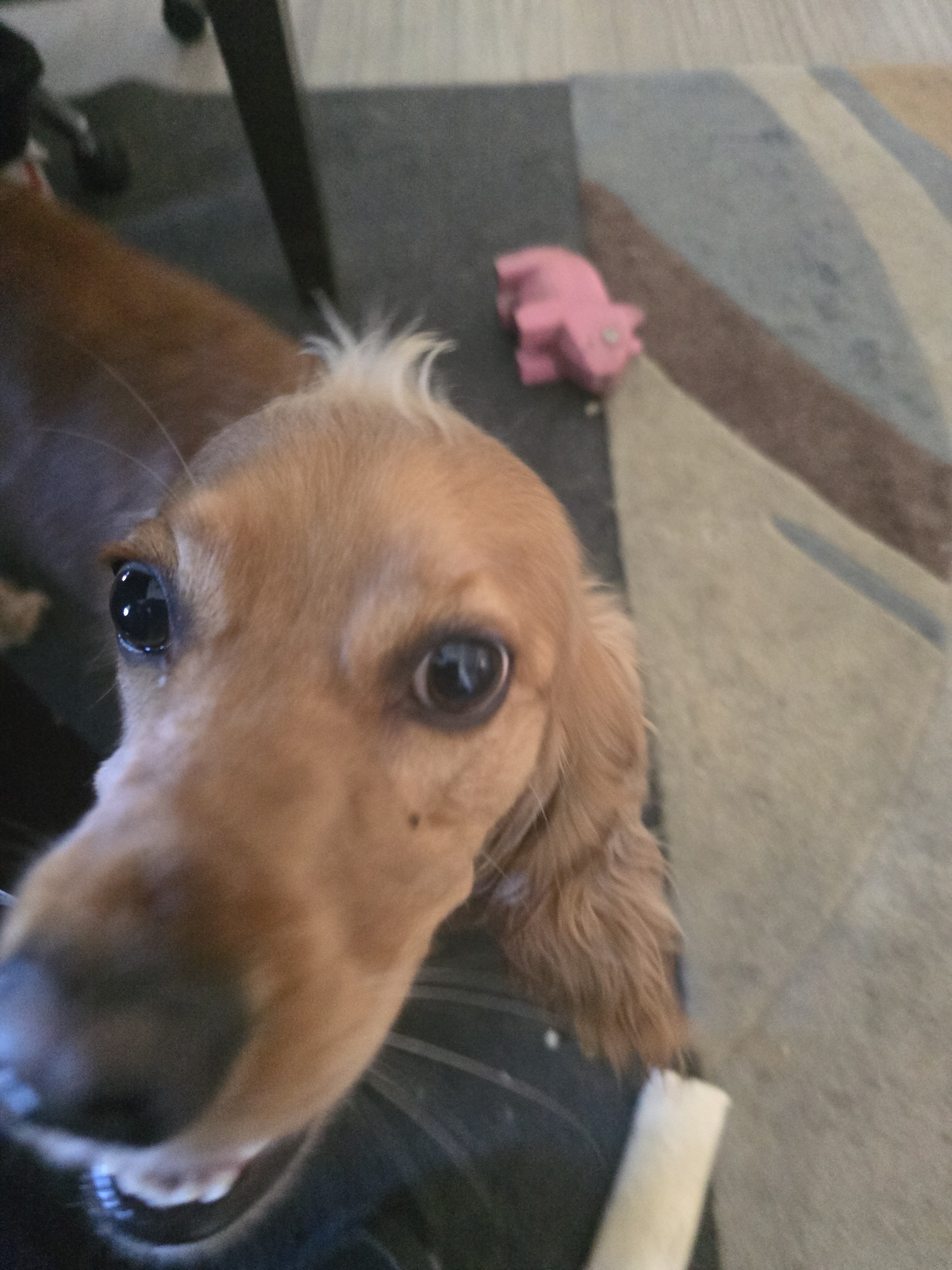1.5 yr old female cockerspaniel image 4
