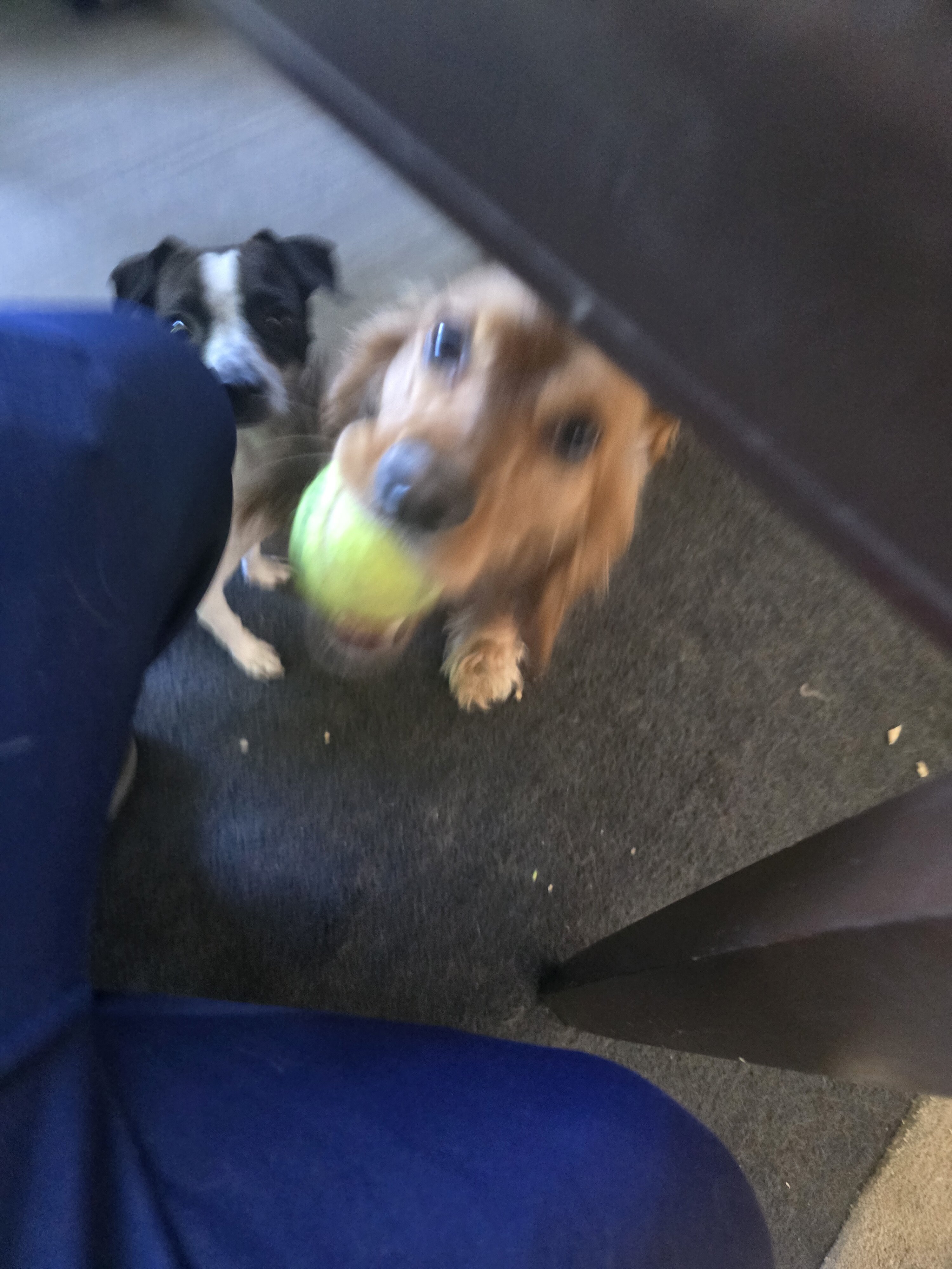 1.5 yr old female cockerspaniel image 3
