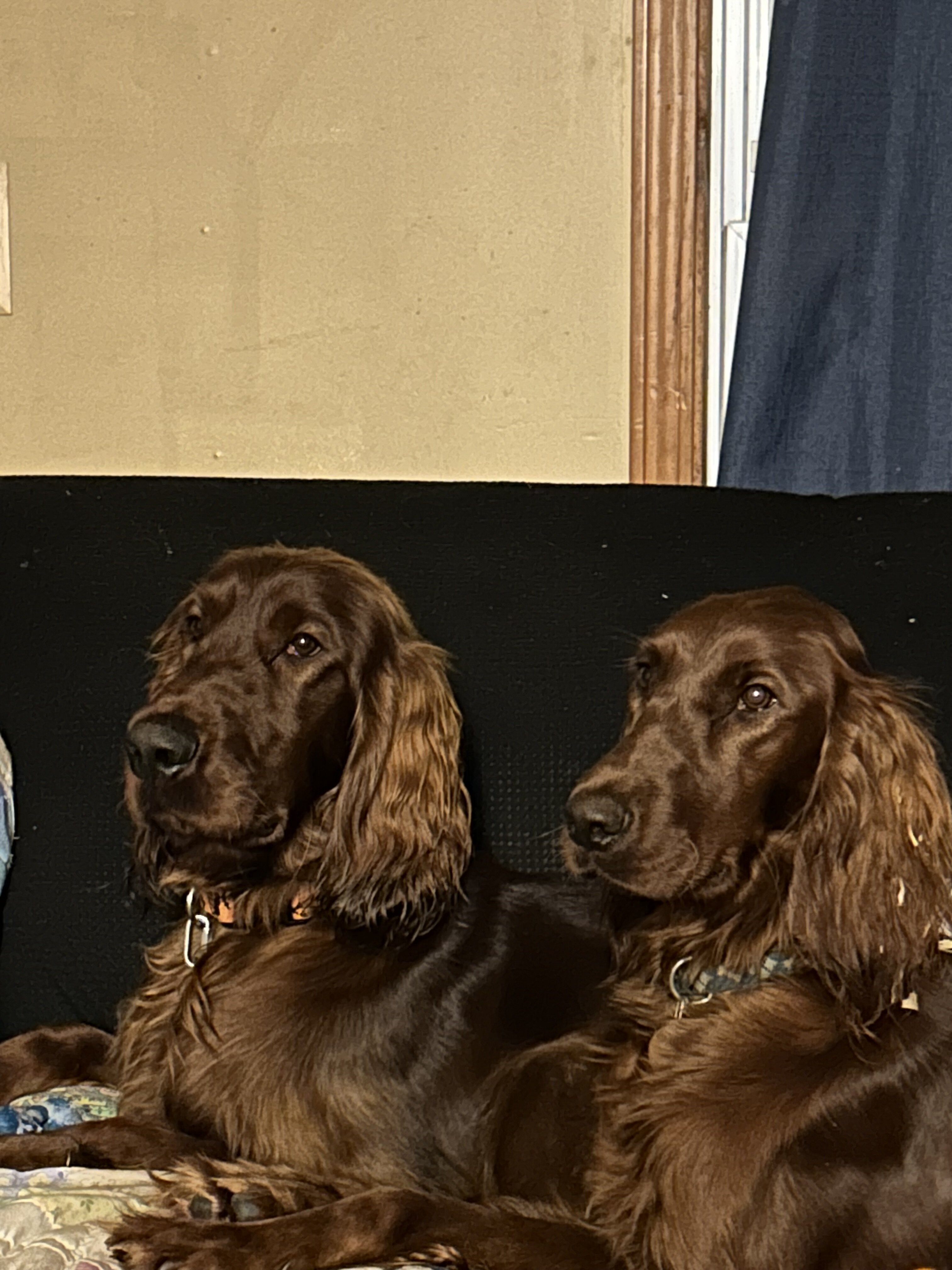 AKC registered Irish Setter puppies image 10