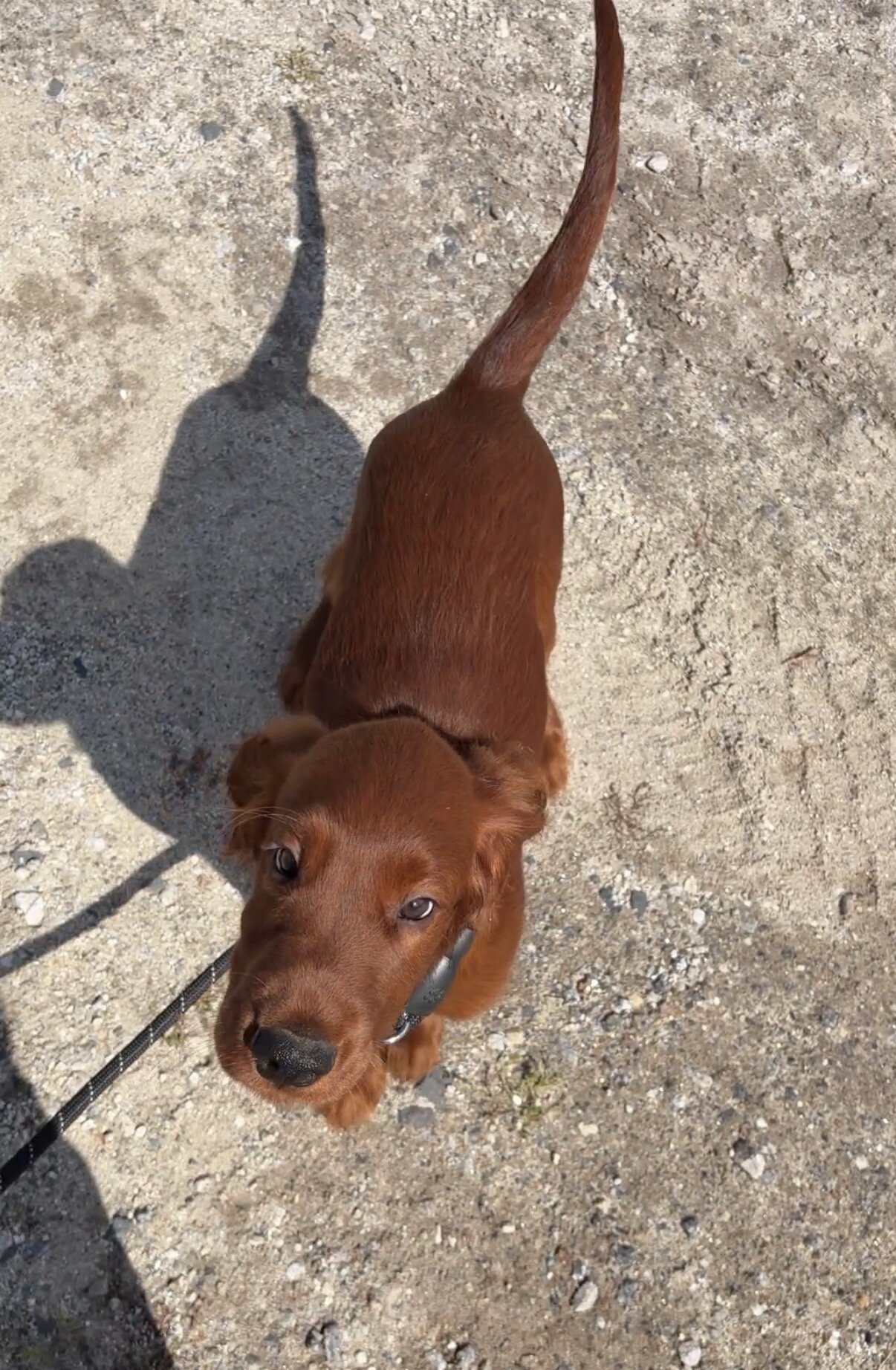 AKC registered Irish Setter puppies image 8