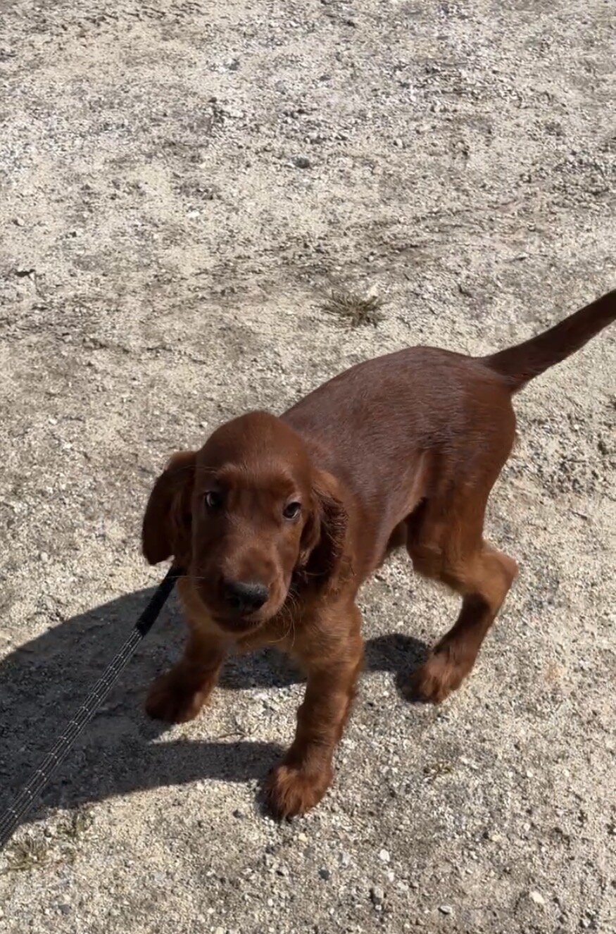 AKC registered Irish Setter puppies image 7