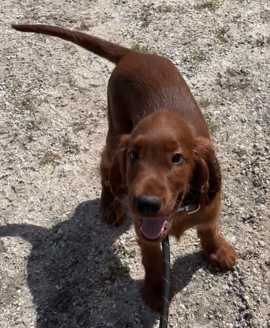 AKC registered Irish Setter puppies image 6