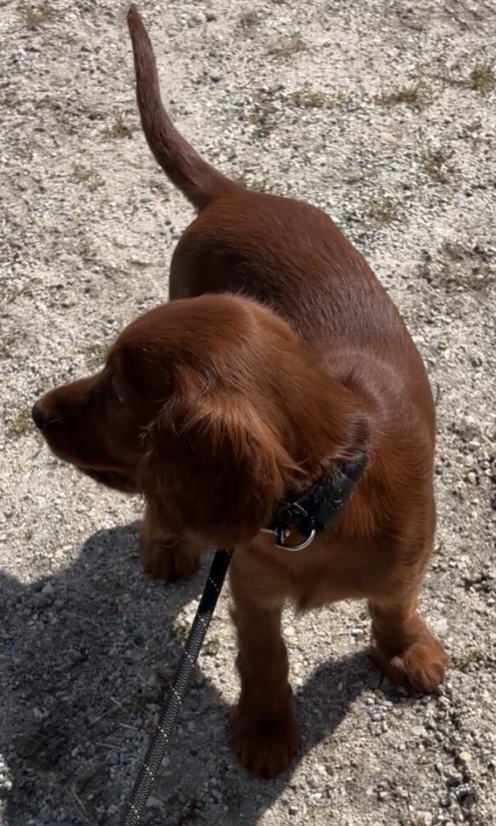 AKC registered Irish Setter puppies image 5