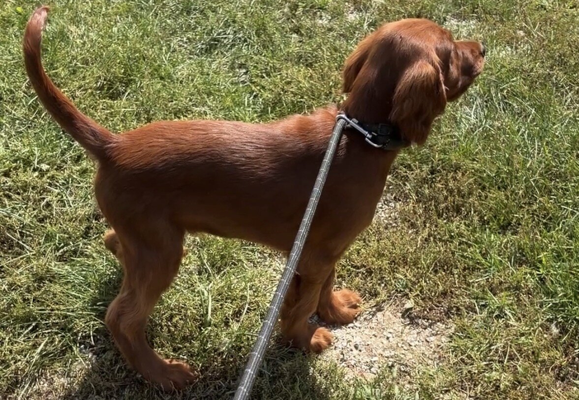 AKC registered Irish Setter puppies image 4