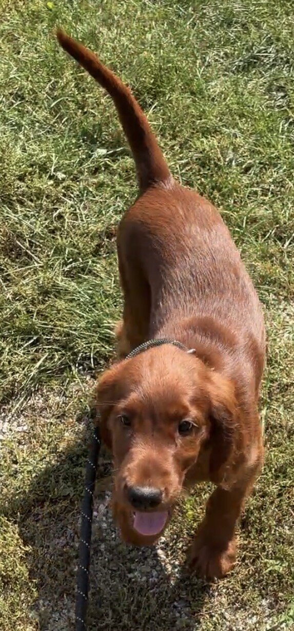 AKC registered Irish Setter puppies image 3