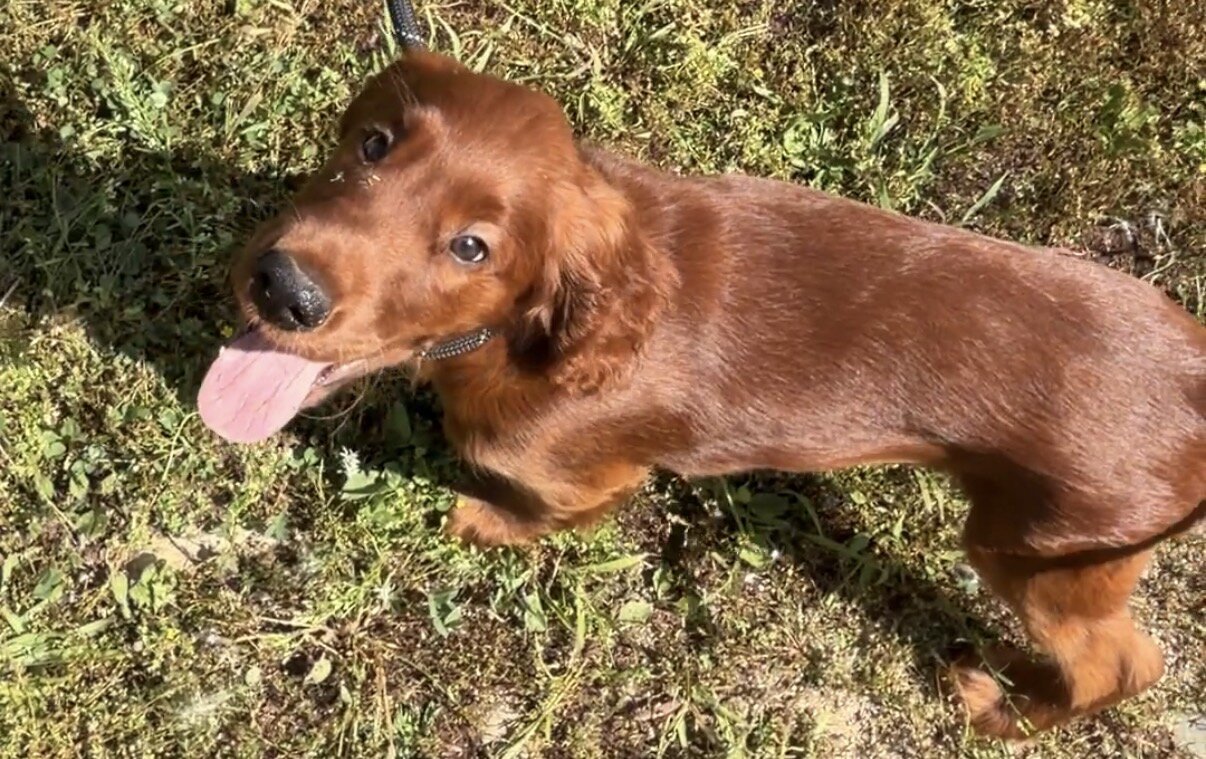 AKC registered Irish Setter puppies image 1