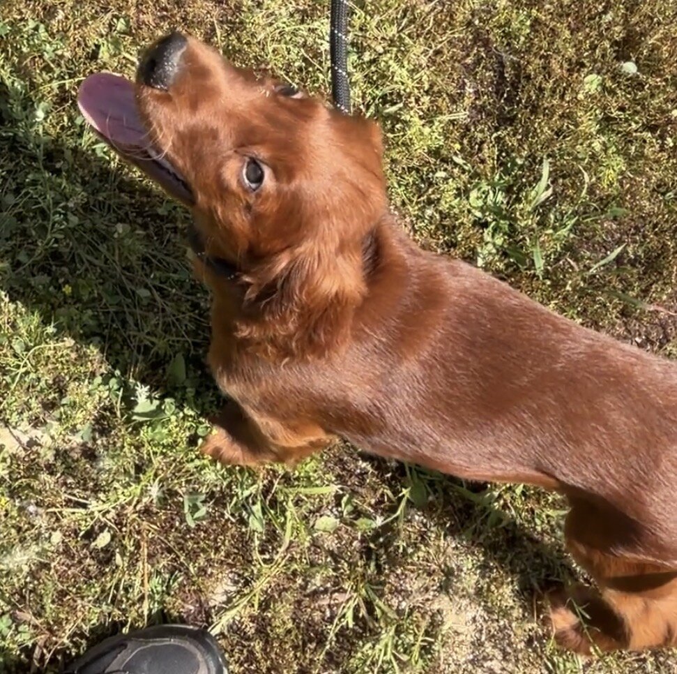 AKC registered Irish Setter puppies image 2