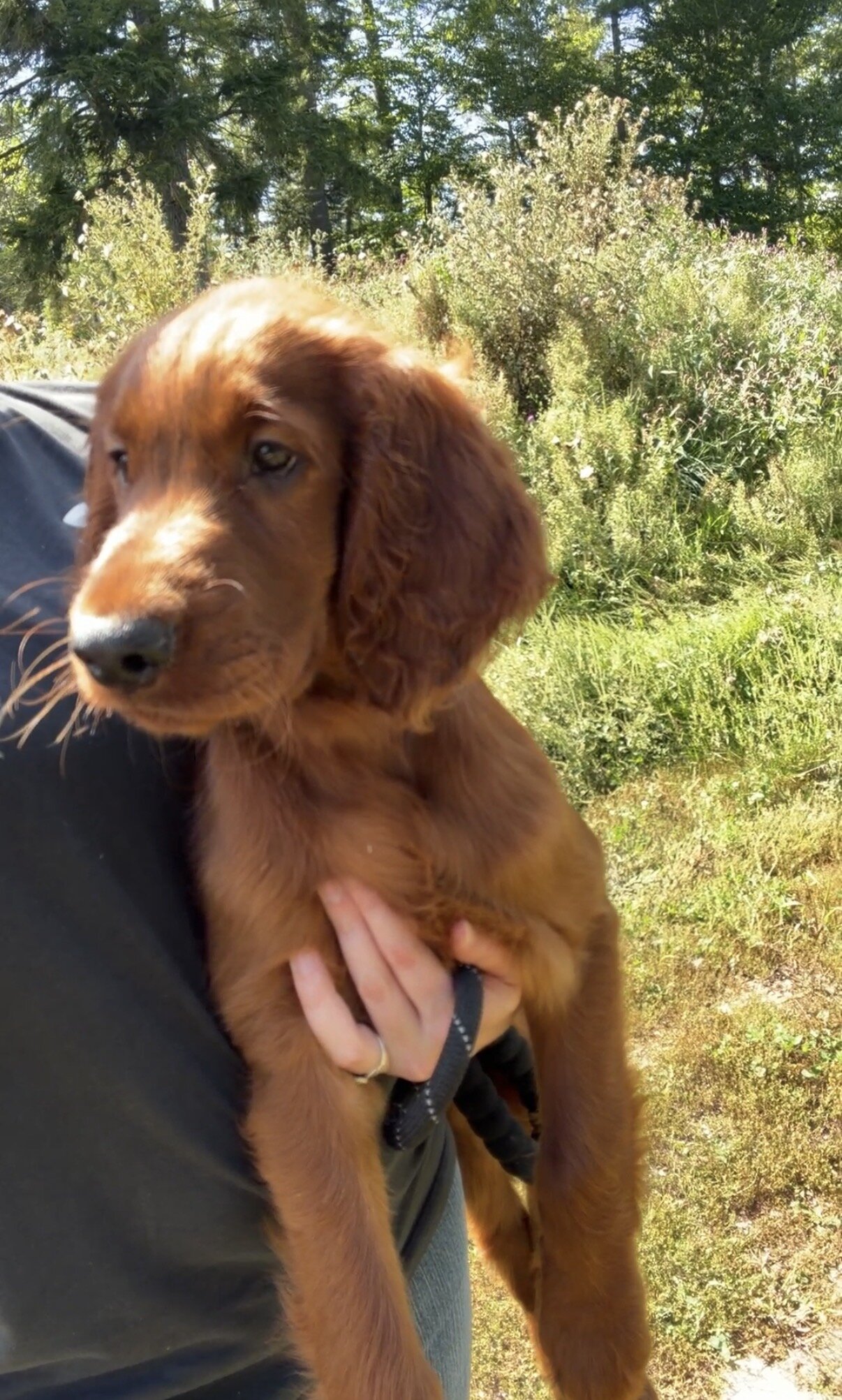 AKC registered Irish Setter puppies image 9