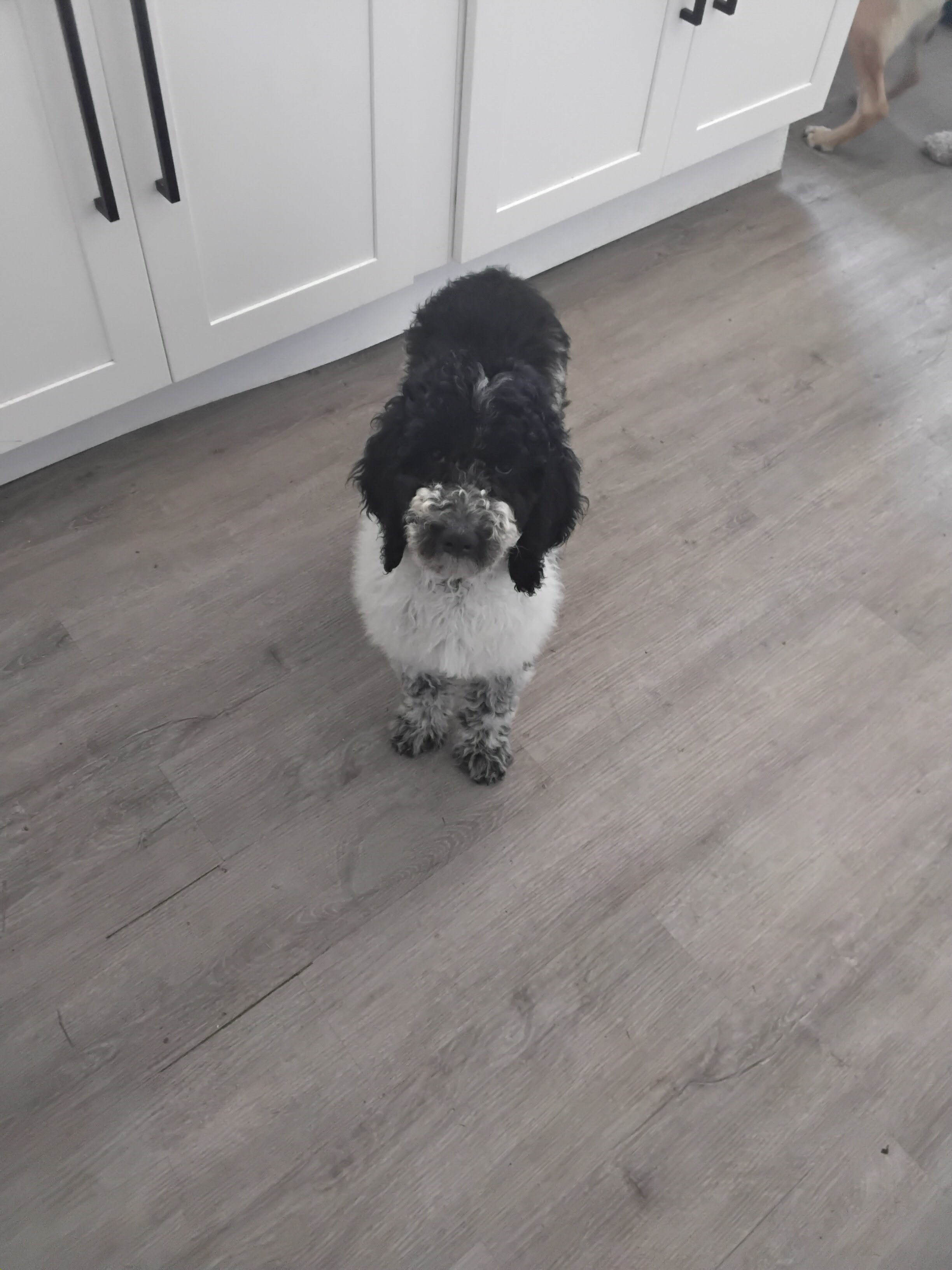 Goldendoodle image 3
