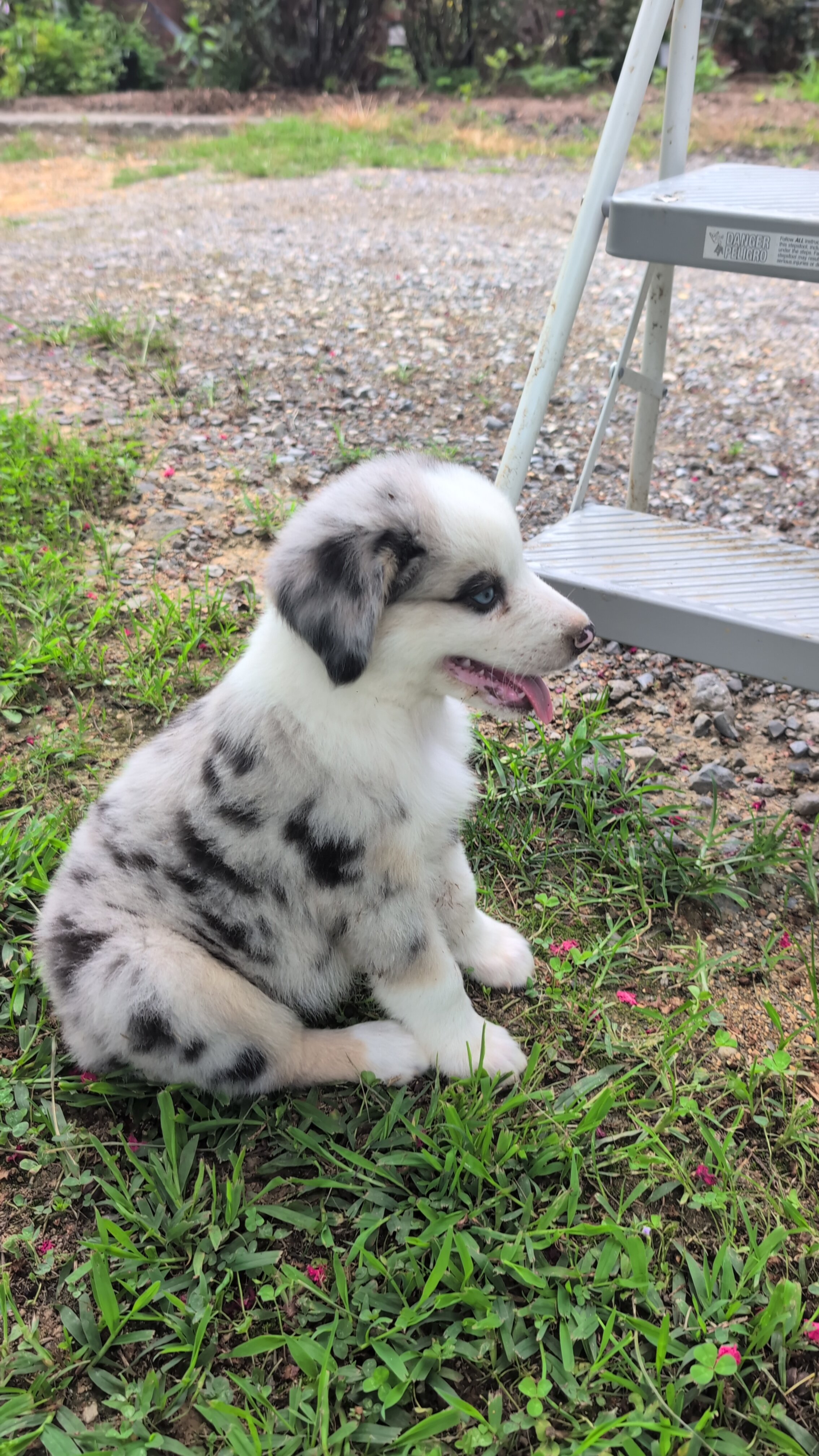 Stunning Australian Shepherd puppies image 7