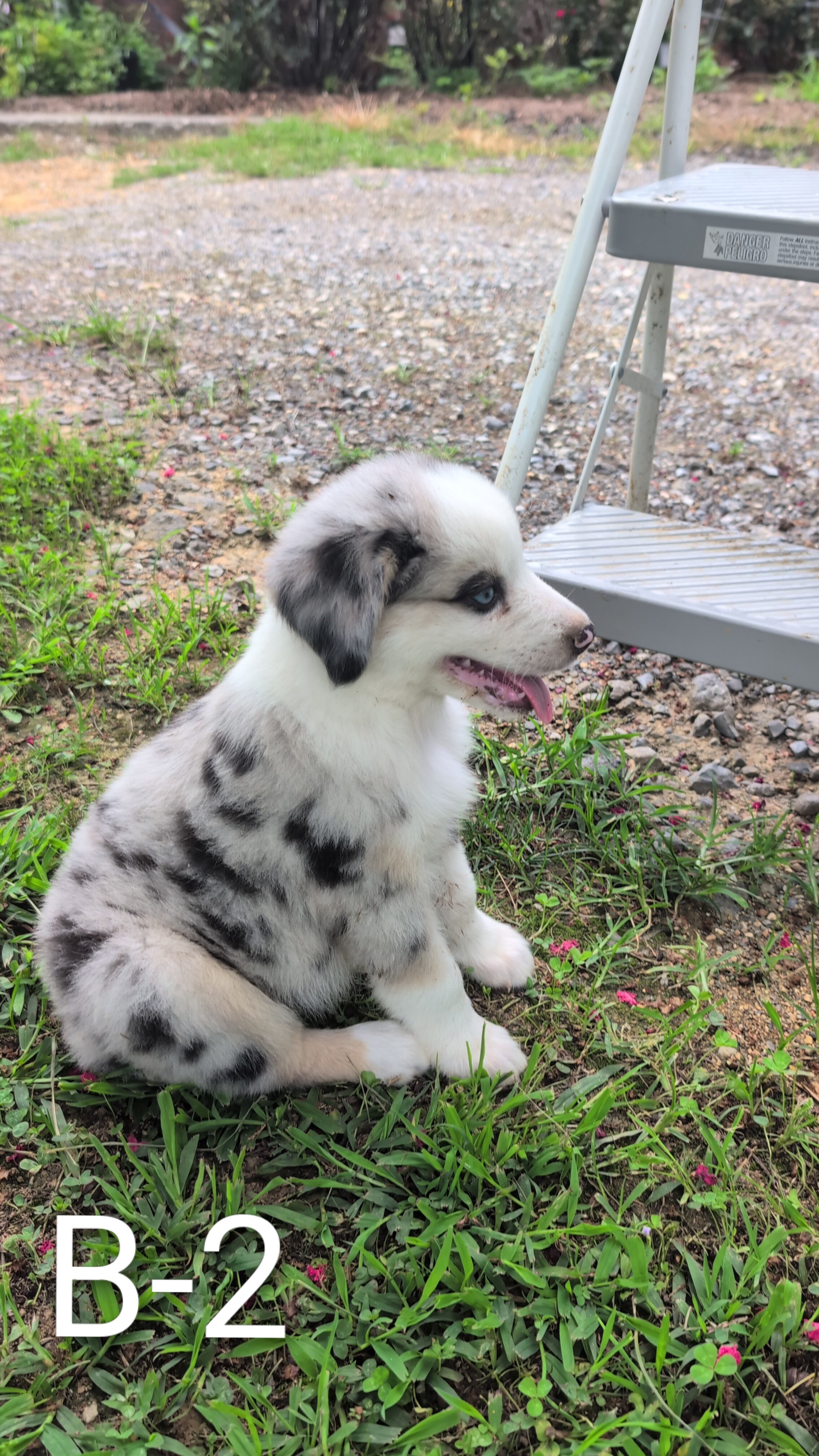 Stunning Australian Shepherd puppies image 4