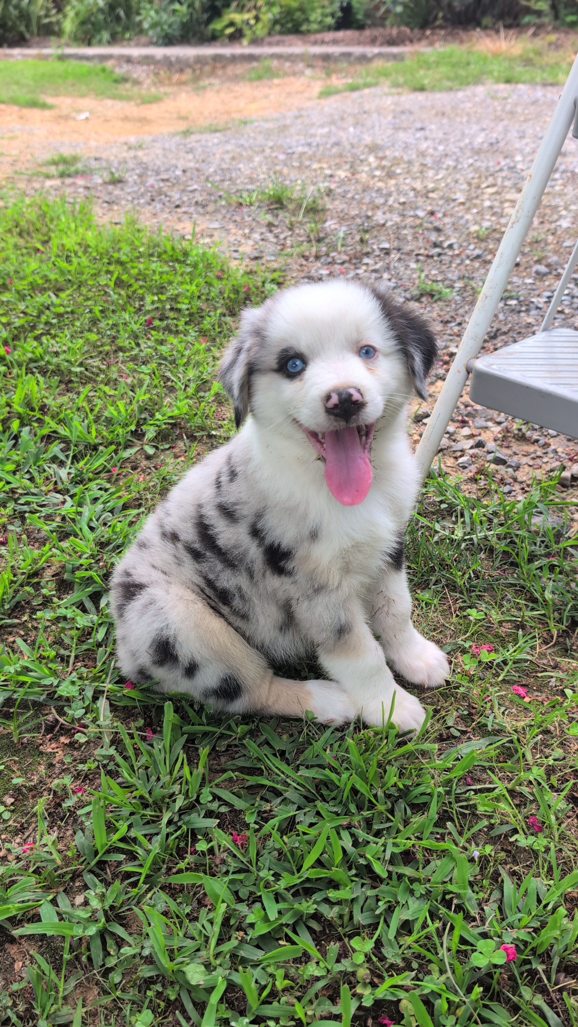 Stunning Australian Shepherd puppies image 2