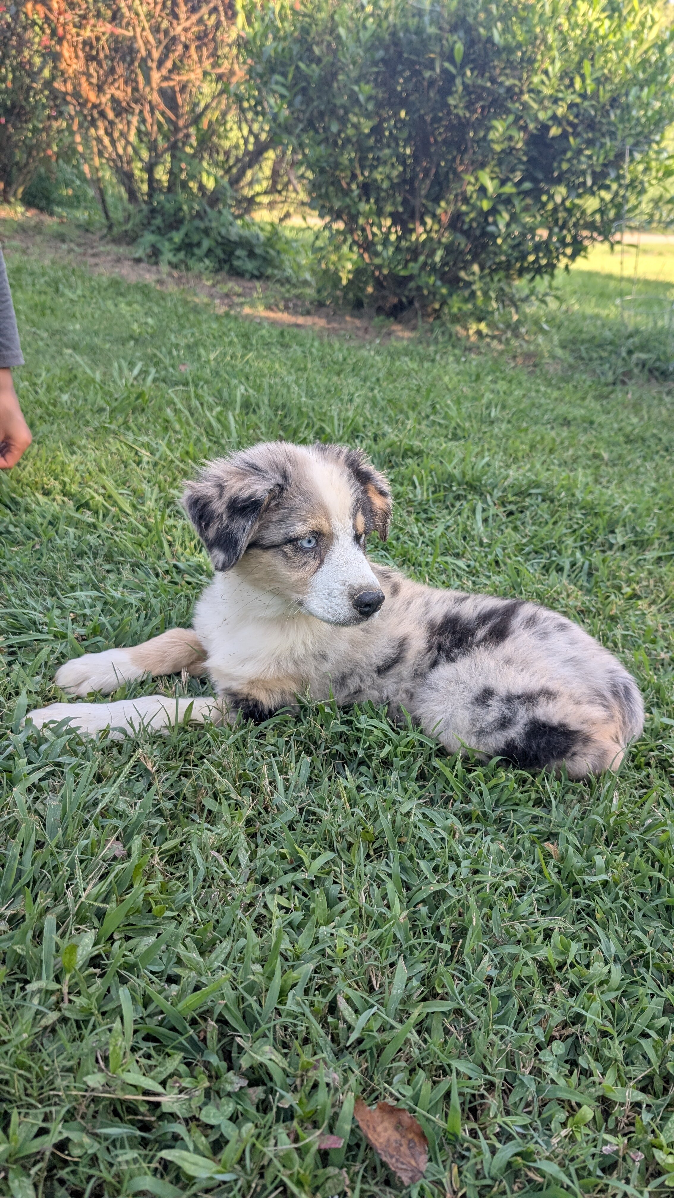 Stunning Australian Shepherd puppies image 1