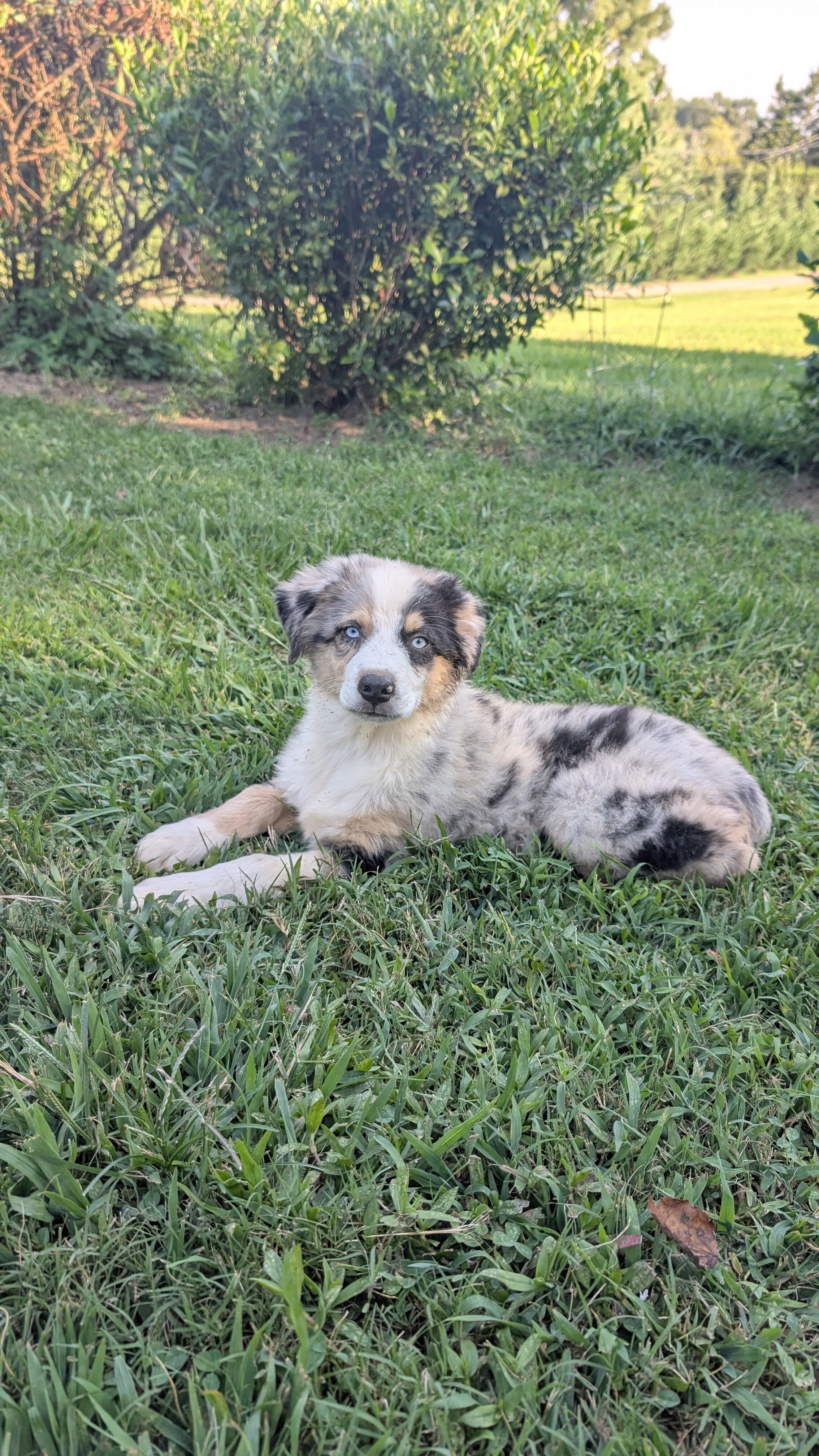 Stunning Australian Shepherd puppies image 3