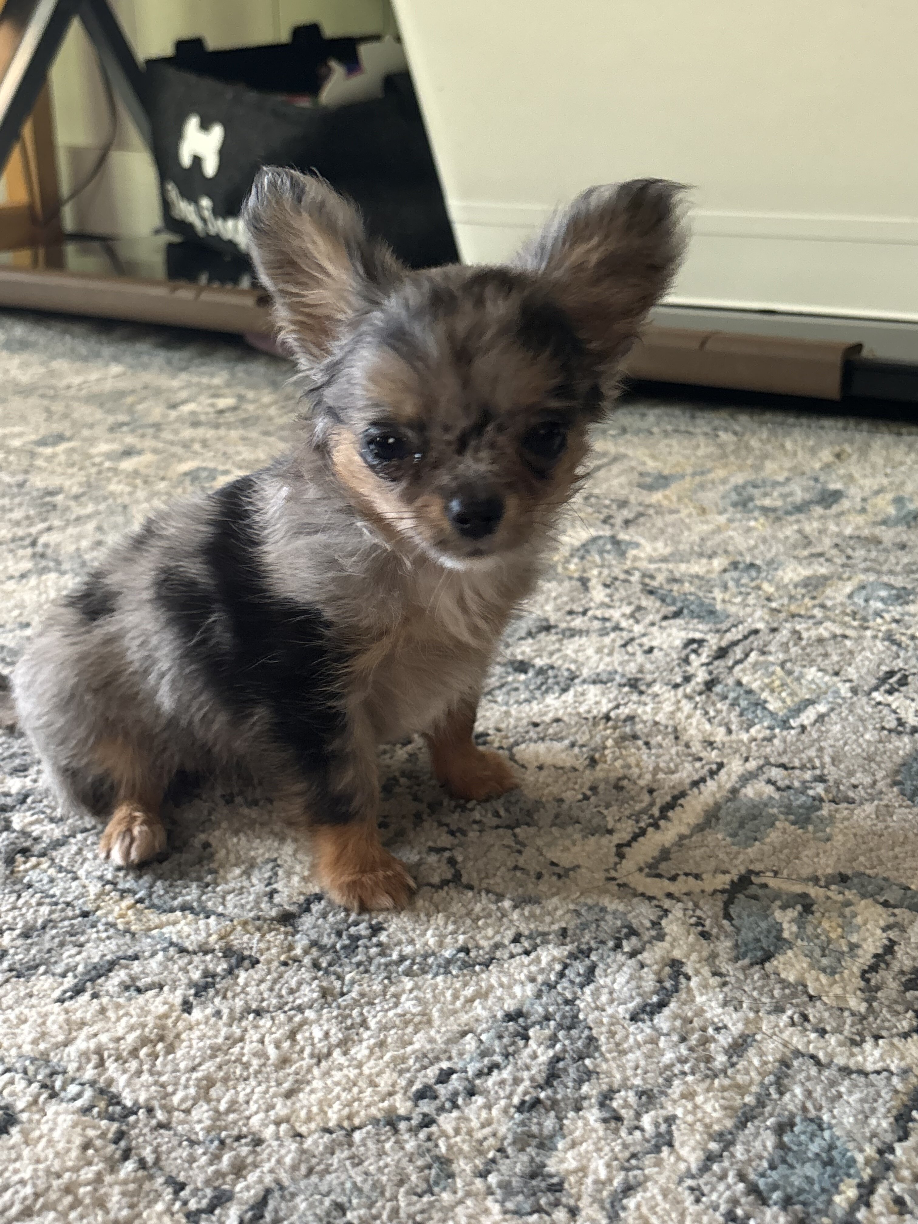Jewels Chihuahua under 3 pounds image 3
