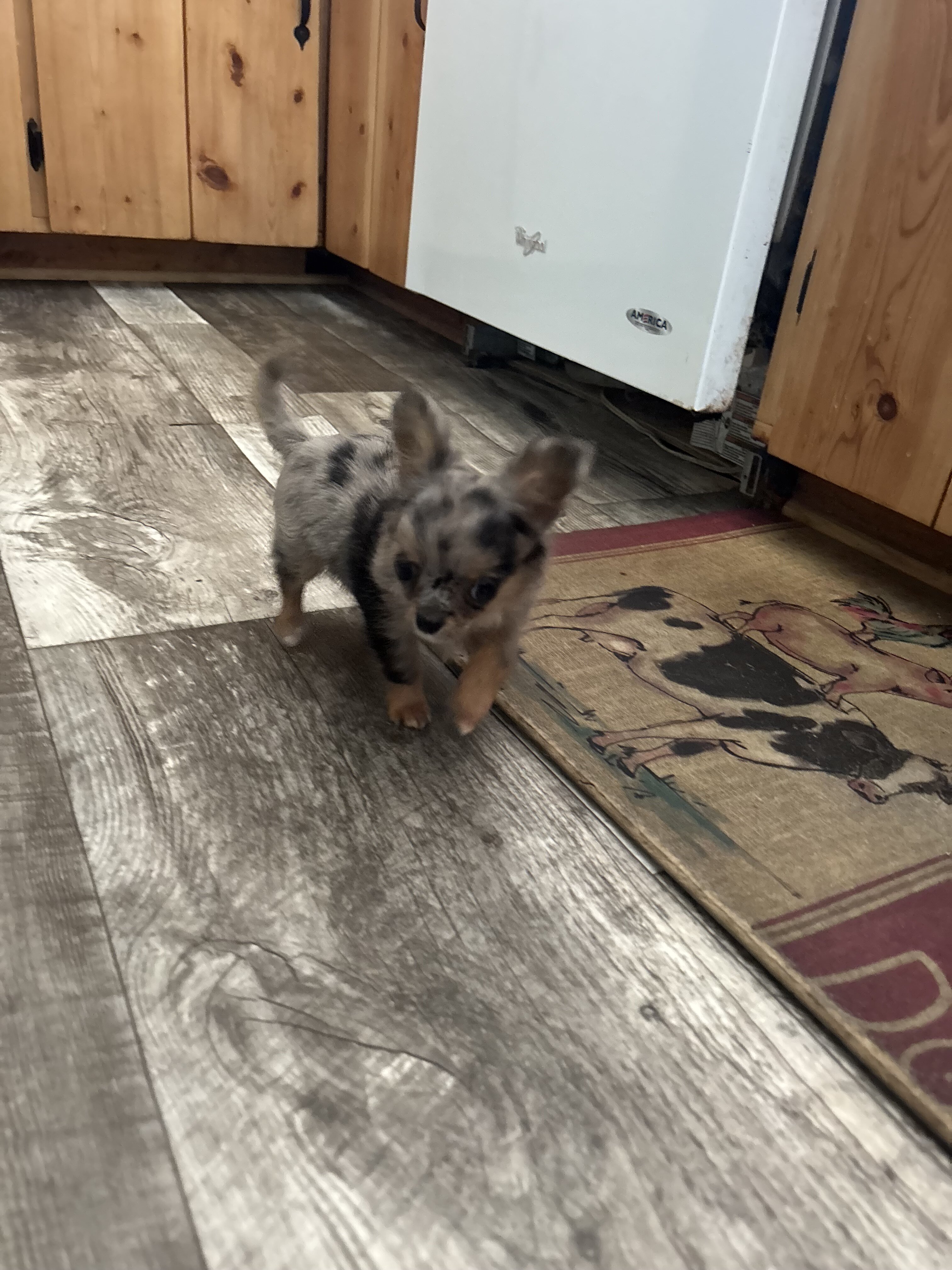 Jewels Chihuahua under 3 pounds image 4
