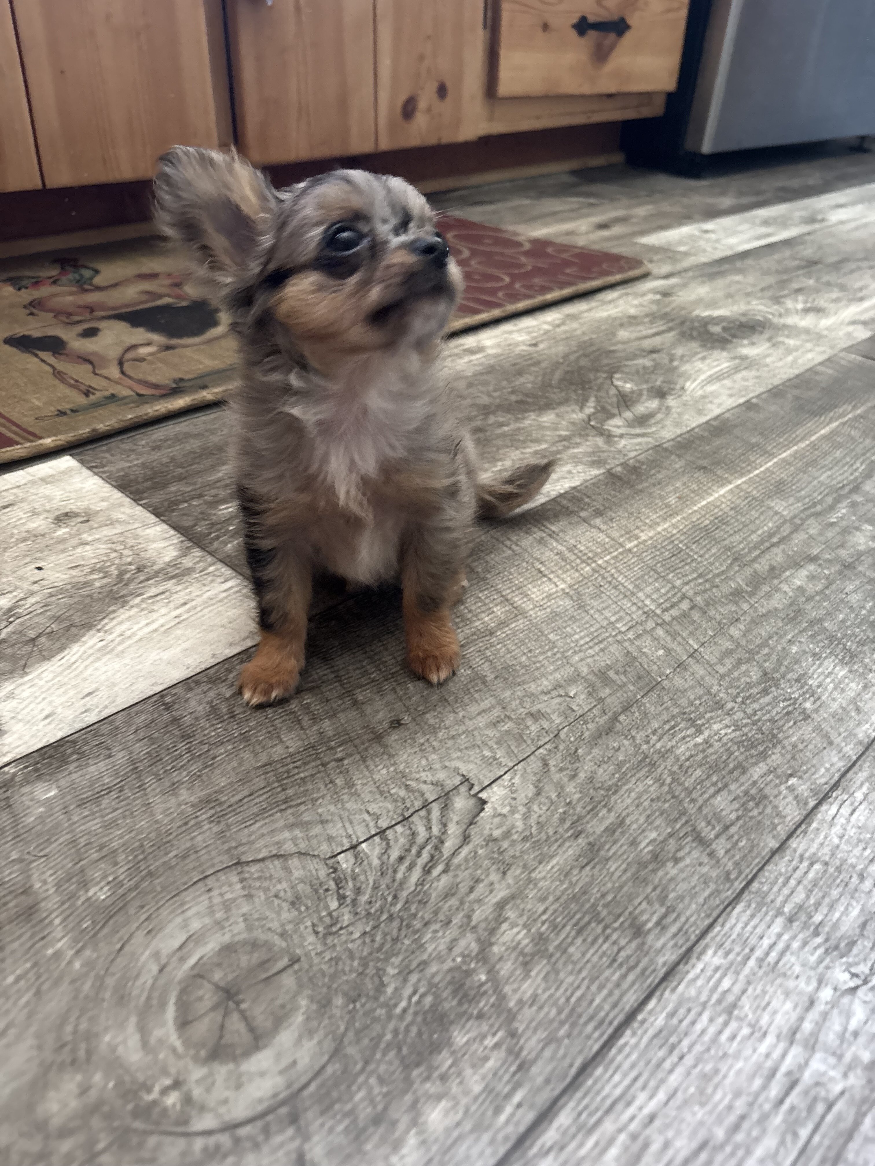 Jewels Chihuahua under 3 pounds image 5
