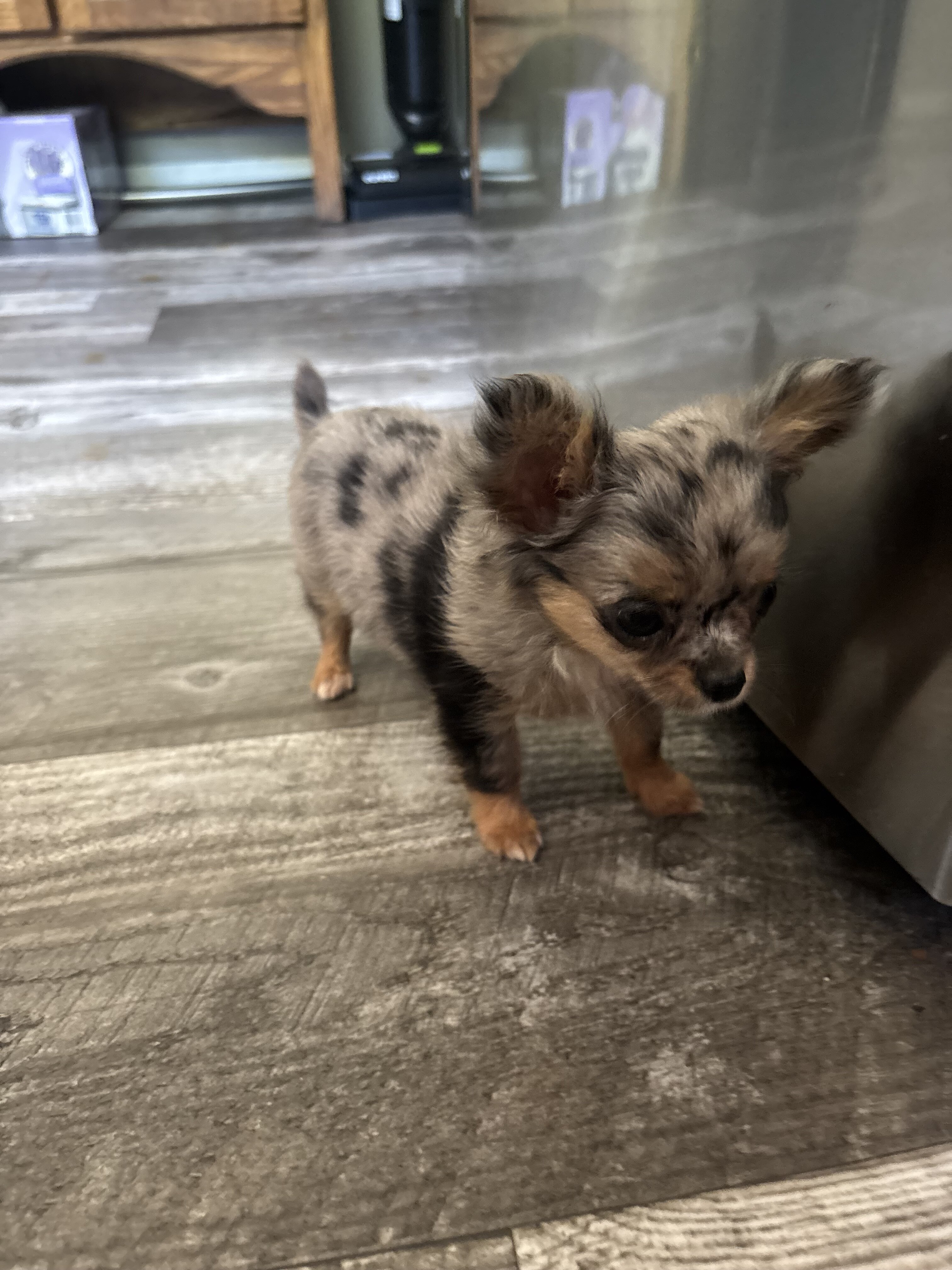 Jewels Chihuahua under 3 pounds image 2