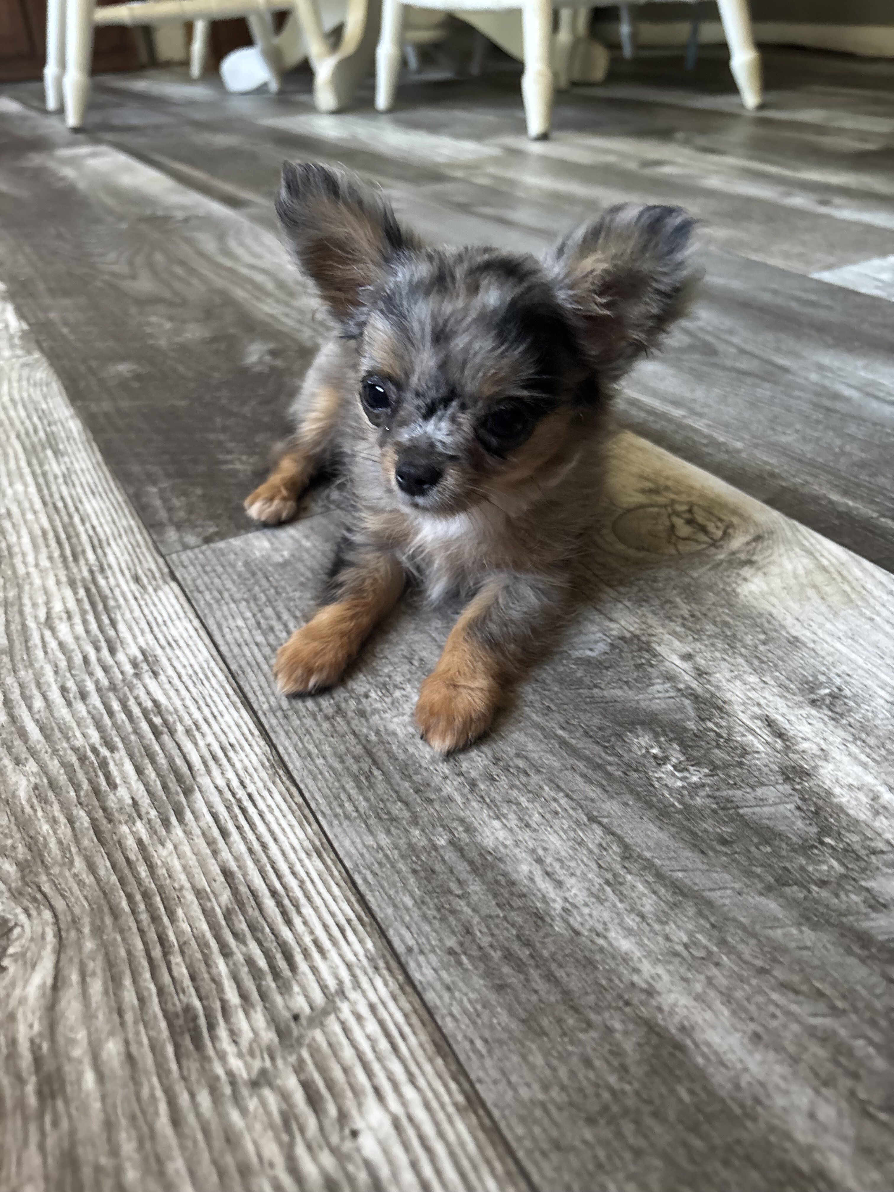 Jewels Chihuahua under 3 pounds image 1