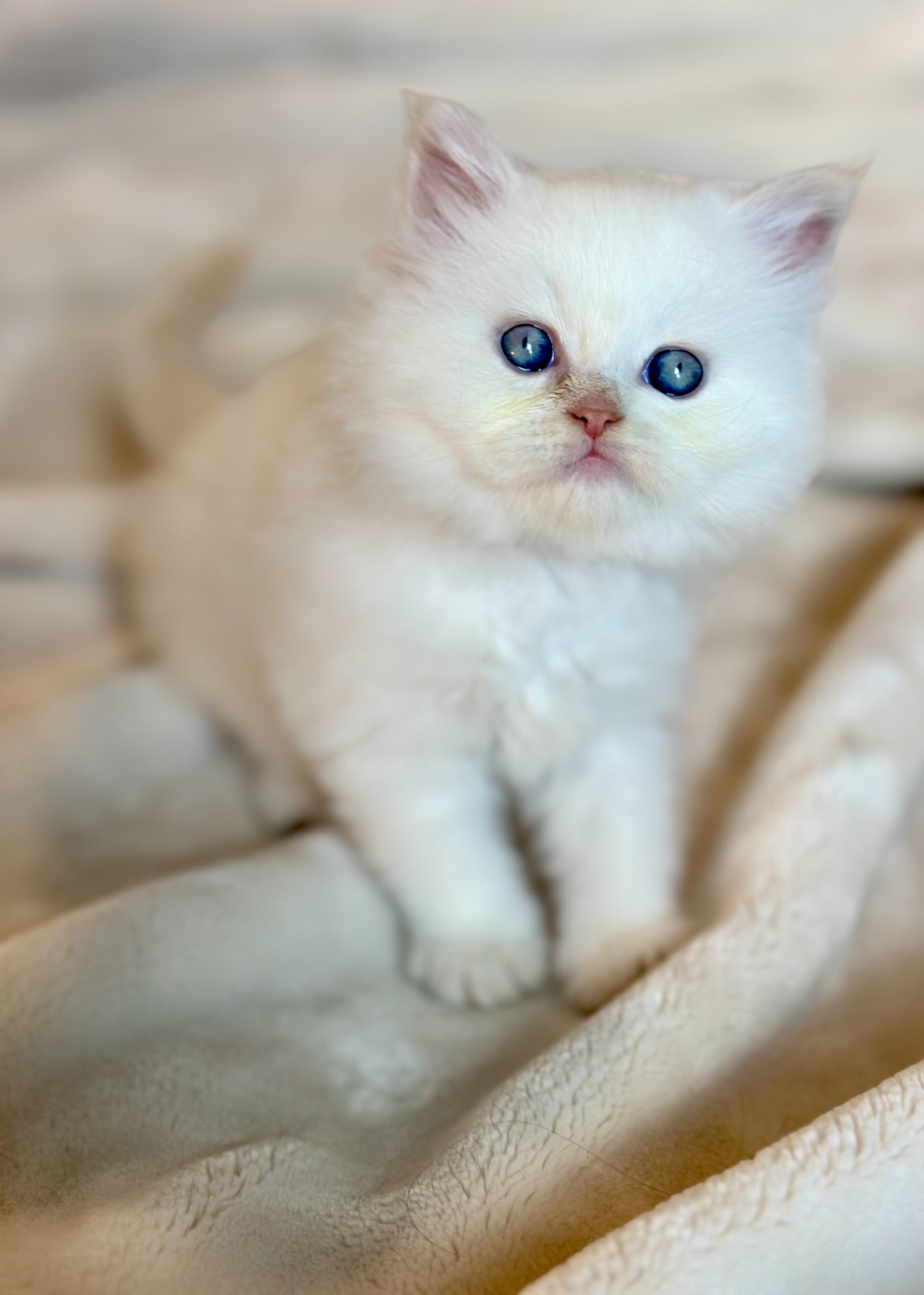 Beautiful Himalayan Kittens image 5