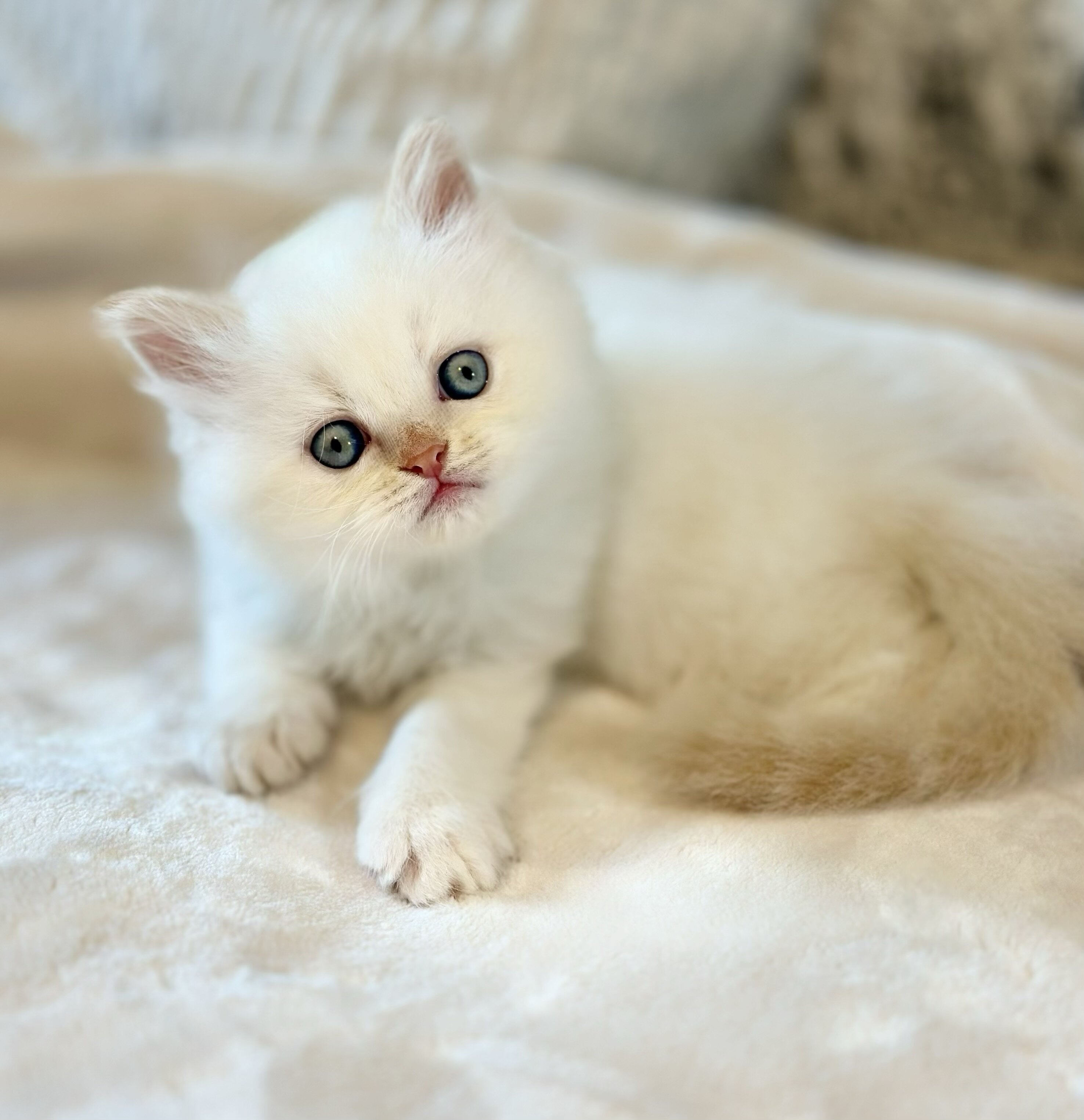 Beautiful Himalayan Kittens image 4