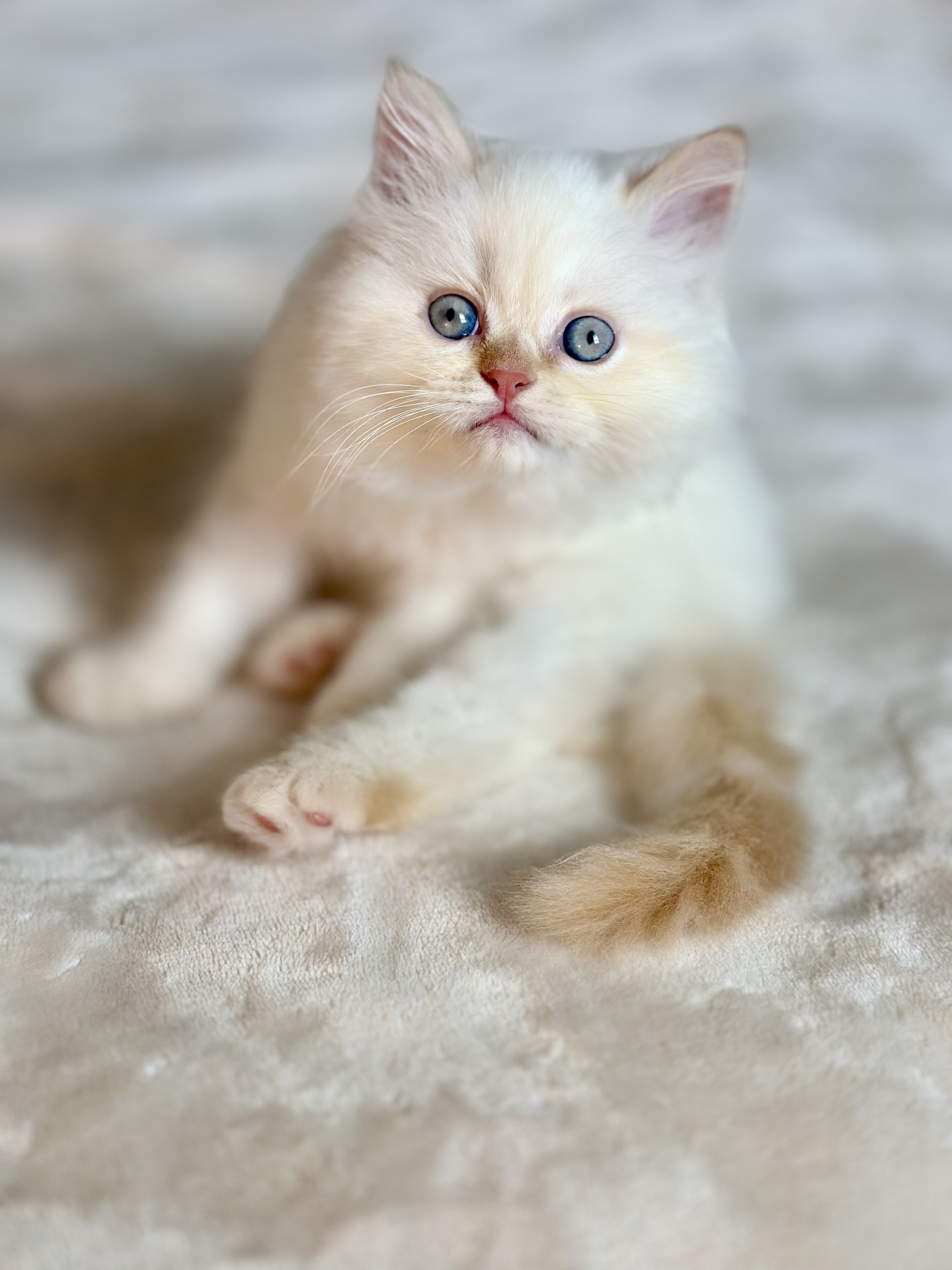 Beautiful Flame Point Himalayan Kittens image 3