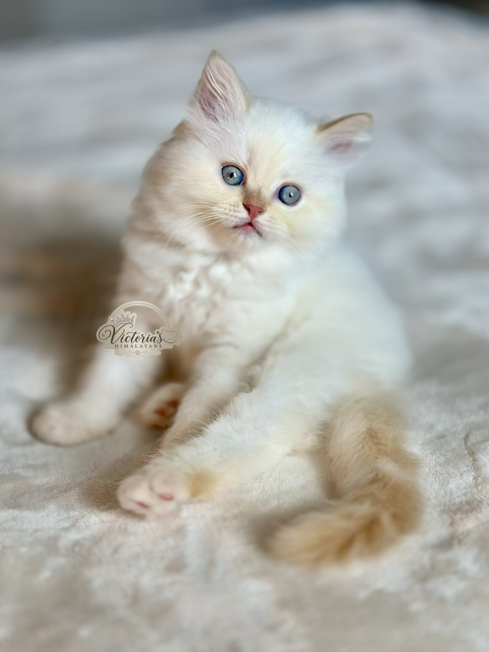 Beautiful Himalayan Kittens image 6
