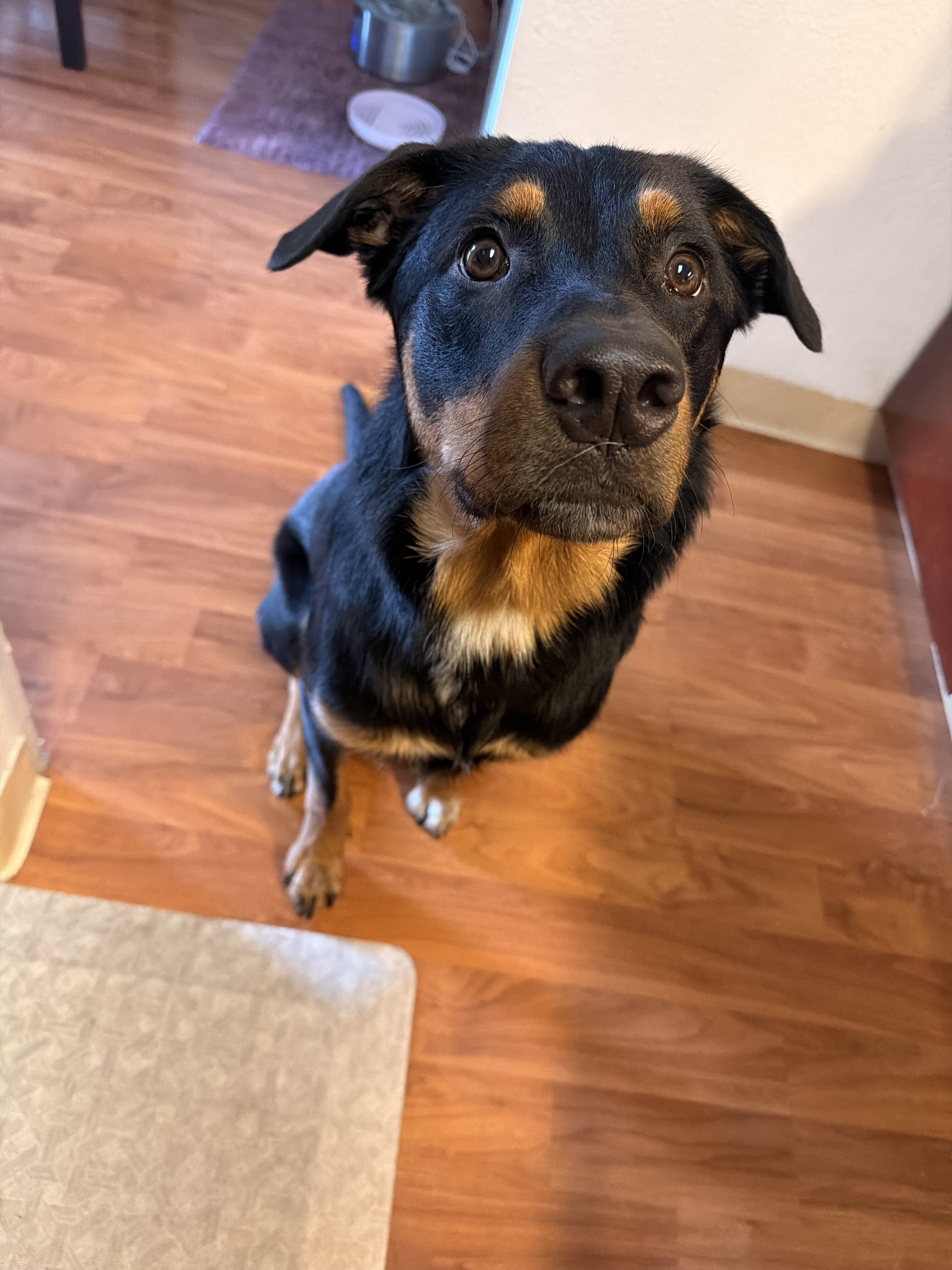 Puppy 1yr old image 3