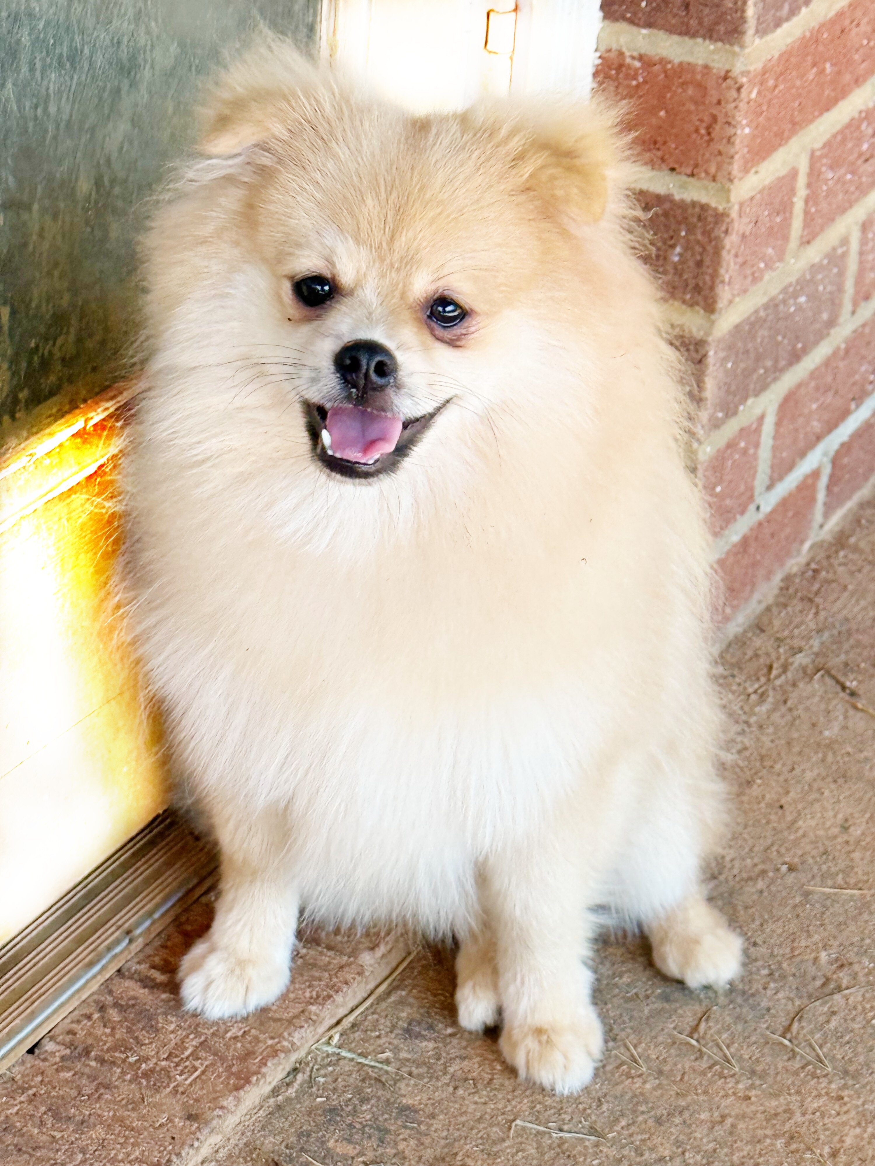 CKC Pomeranian: OLIVER image 6