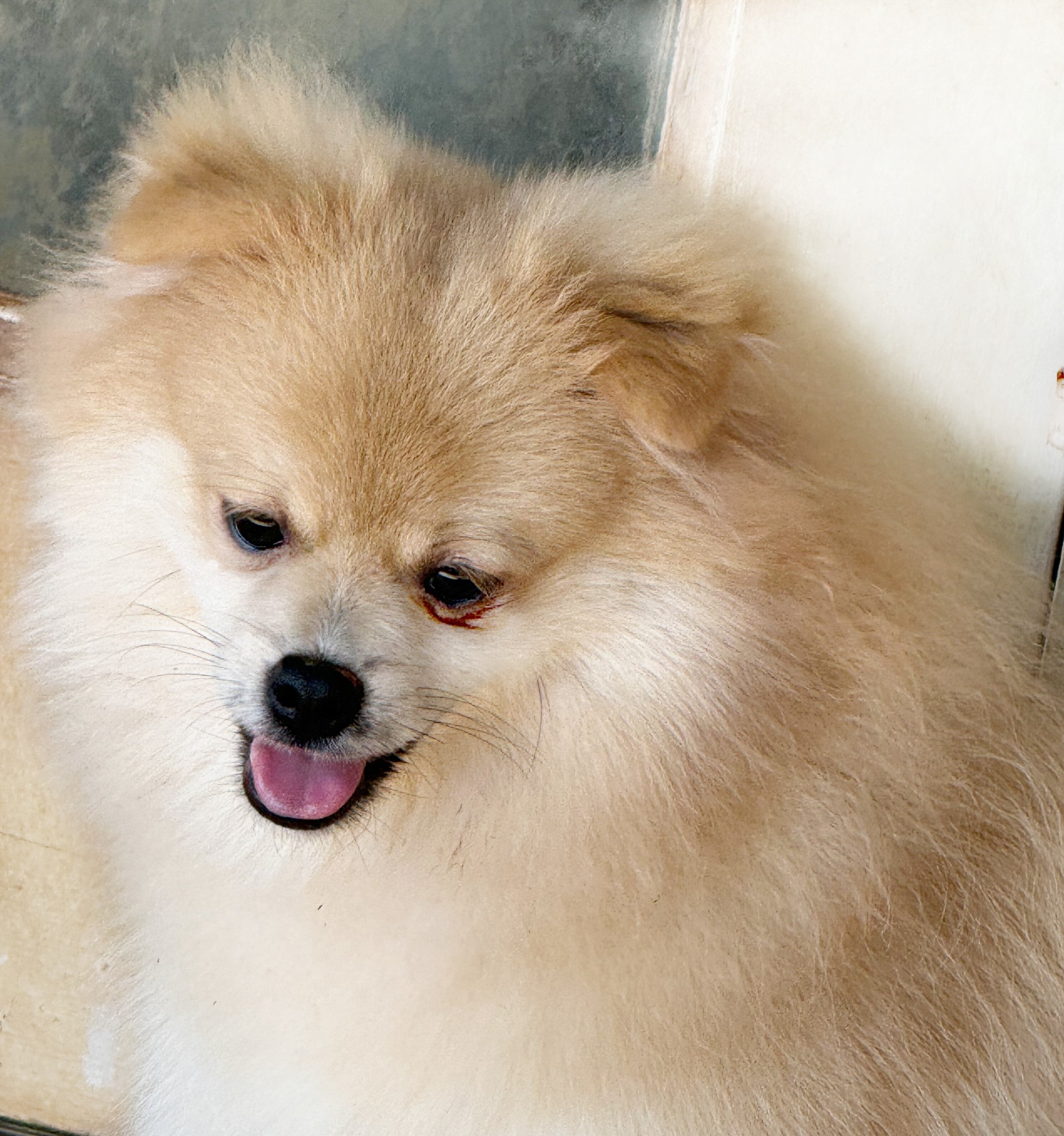 CKC Pomeranian: OLIVER image 1