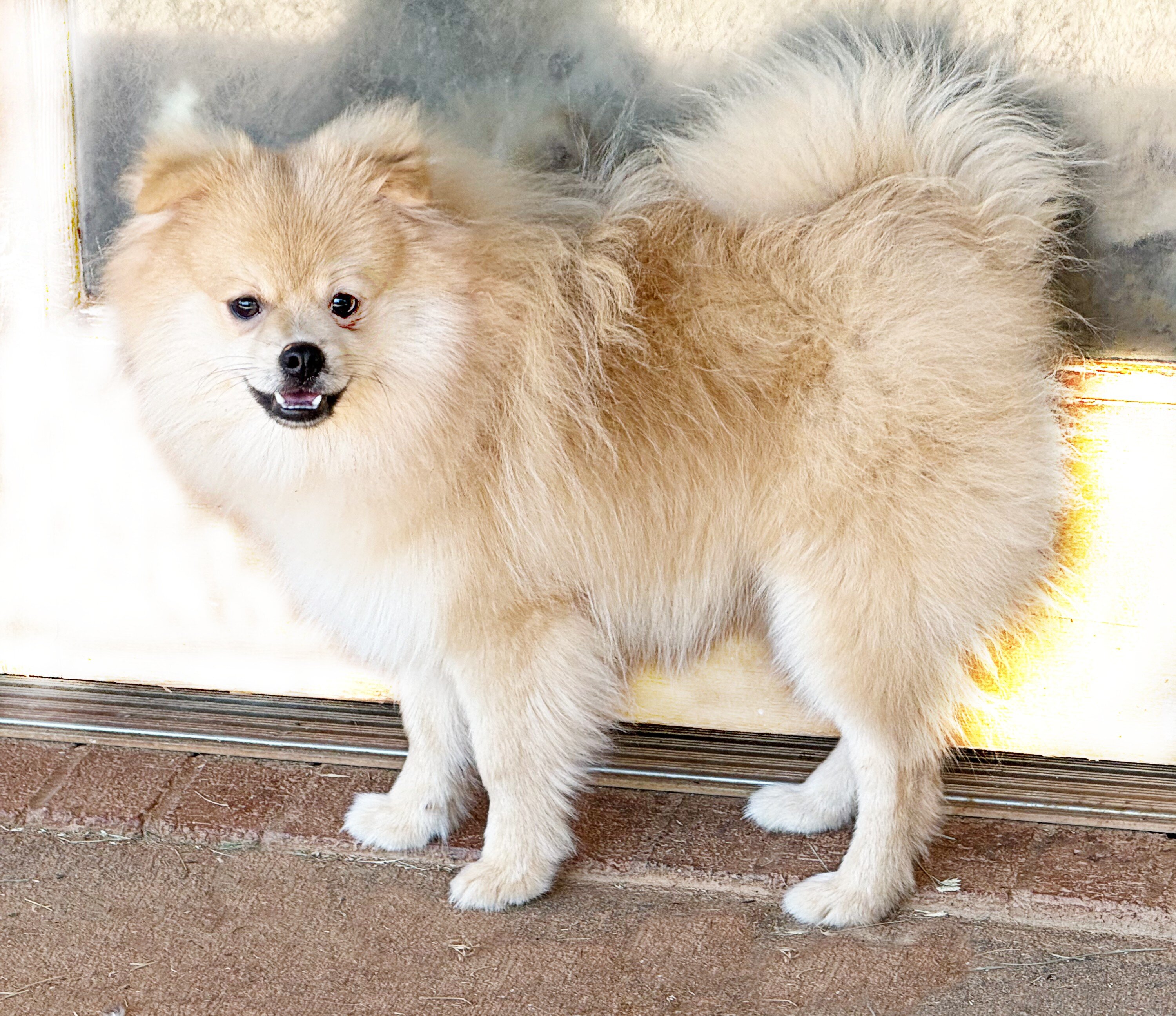 CKC Pomeranian: OLIVER image 2