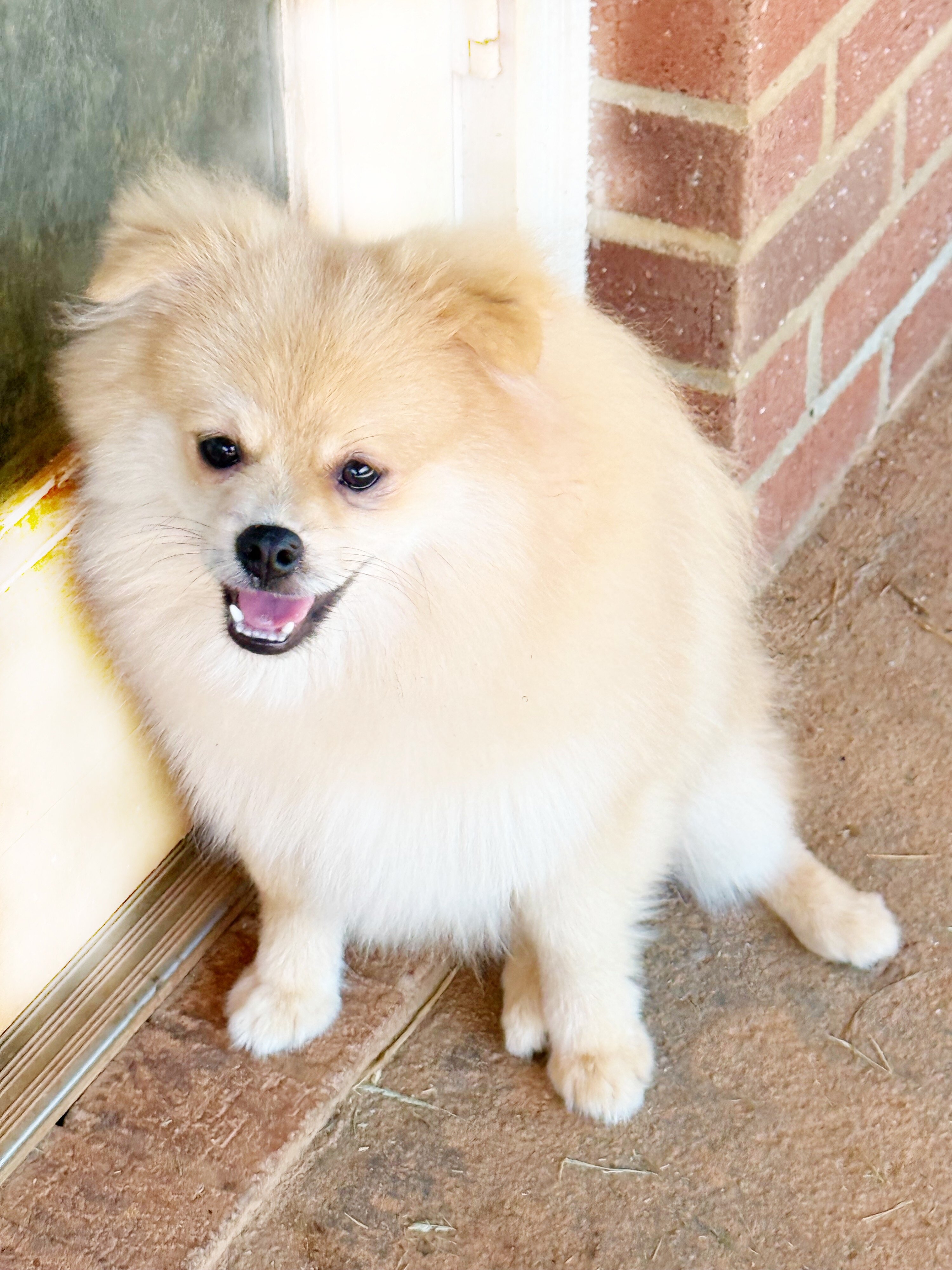 CKC Pomeranian: OLIVER image 3