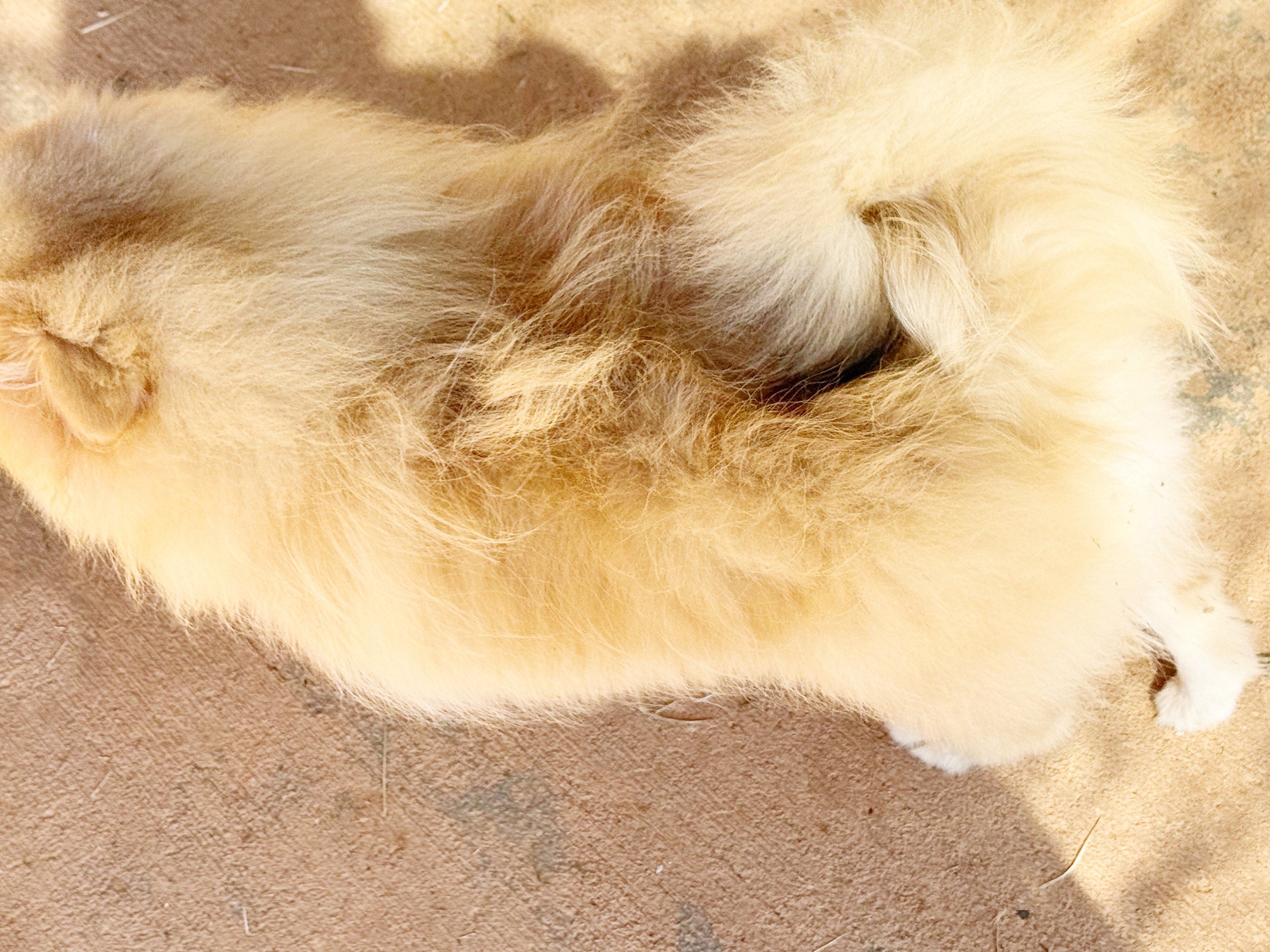 CKC Pomeranian: OLIVER image 4