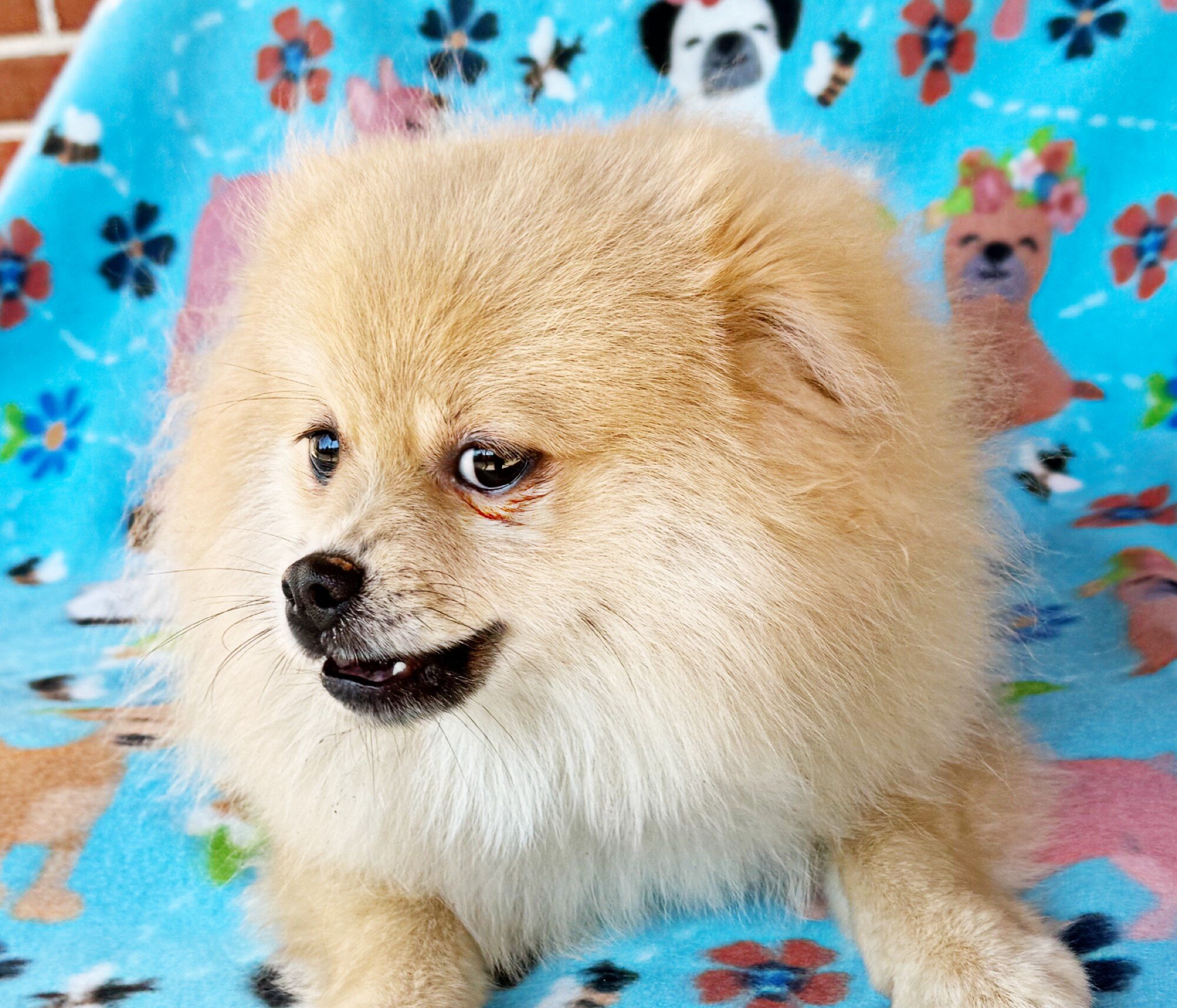 CKC Pomeranian: OLIVER image 5