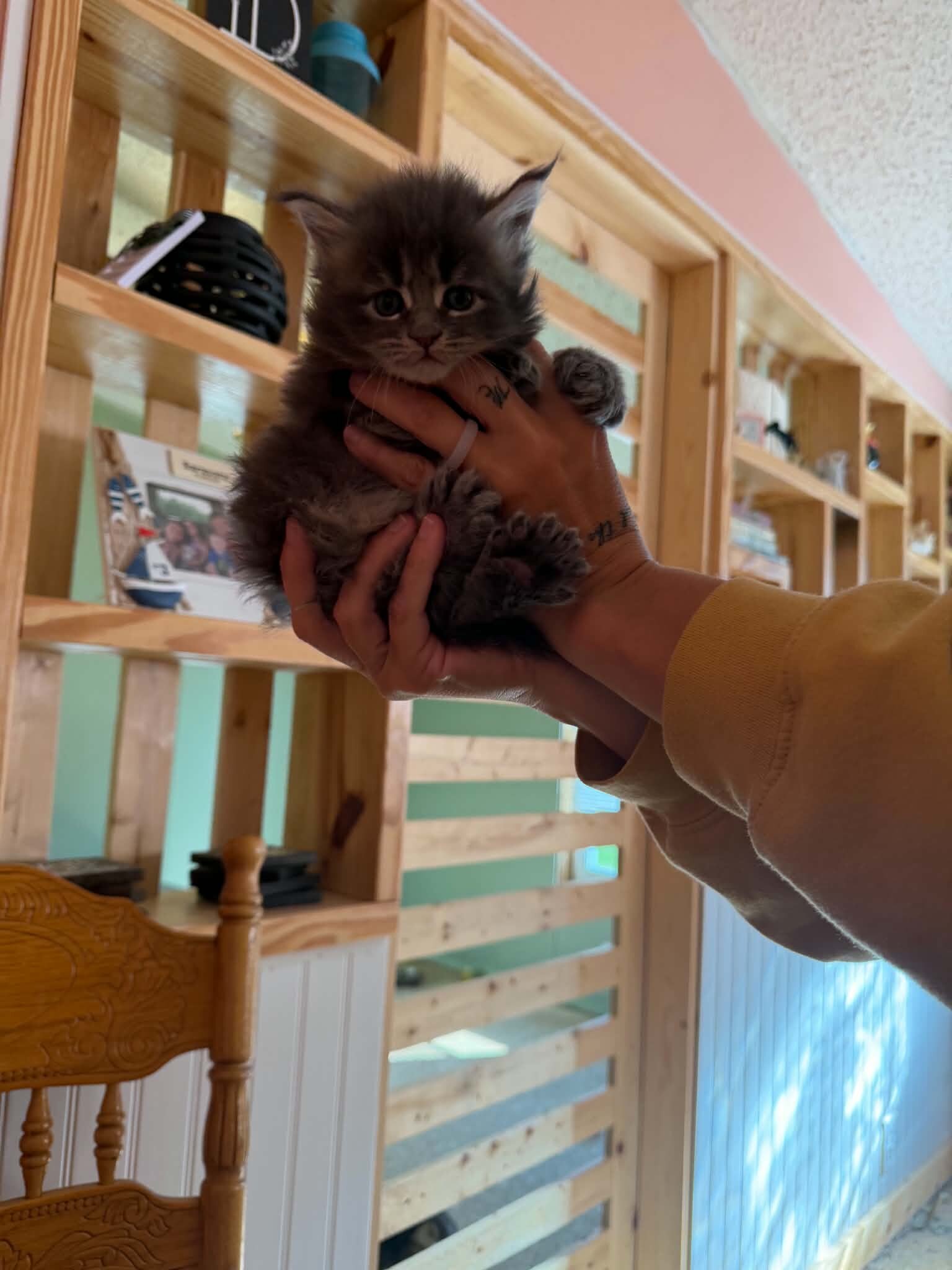 Maine Coon Kittens image 2