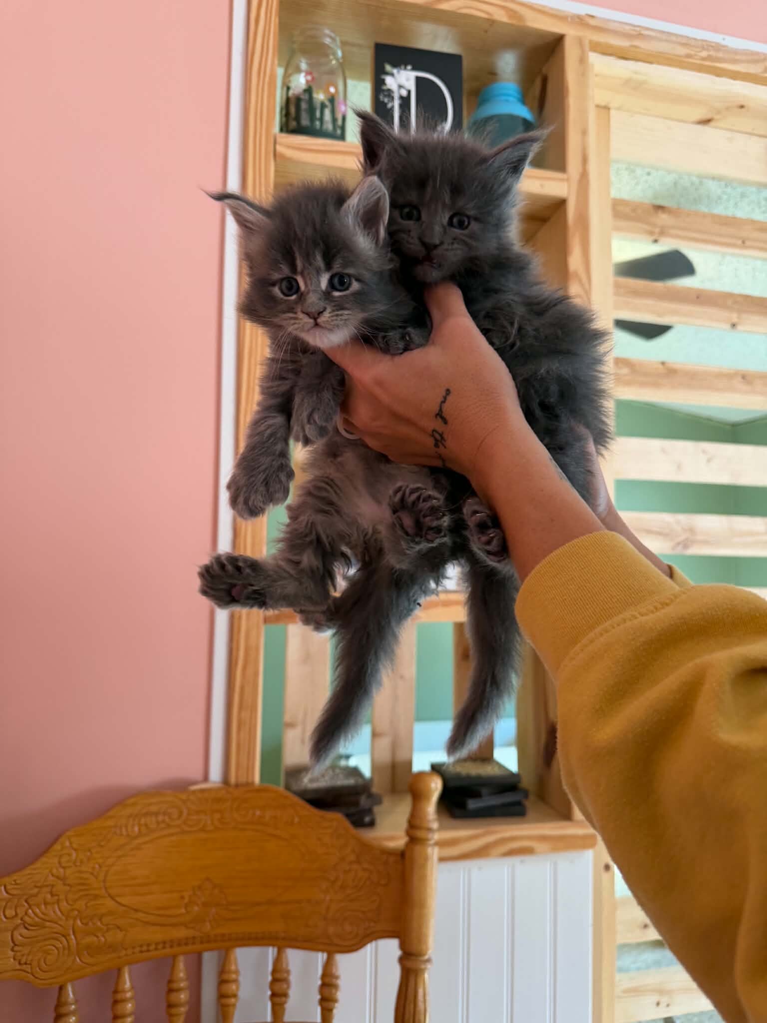 Maine Coon Kittens image 3