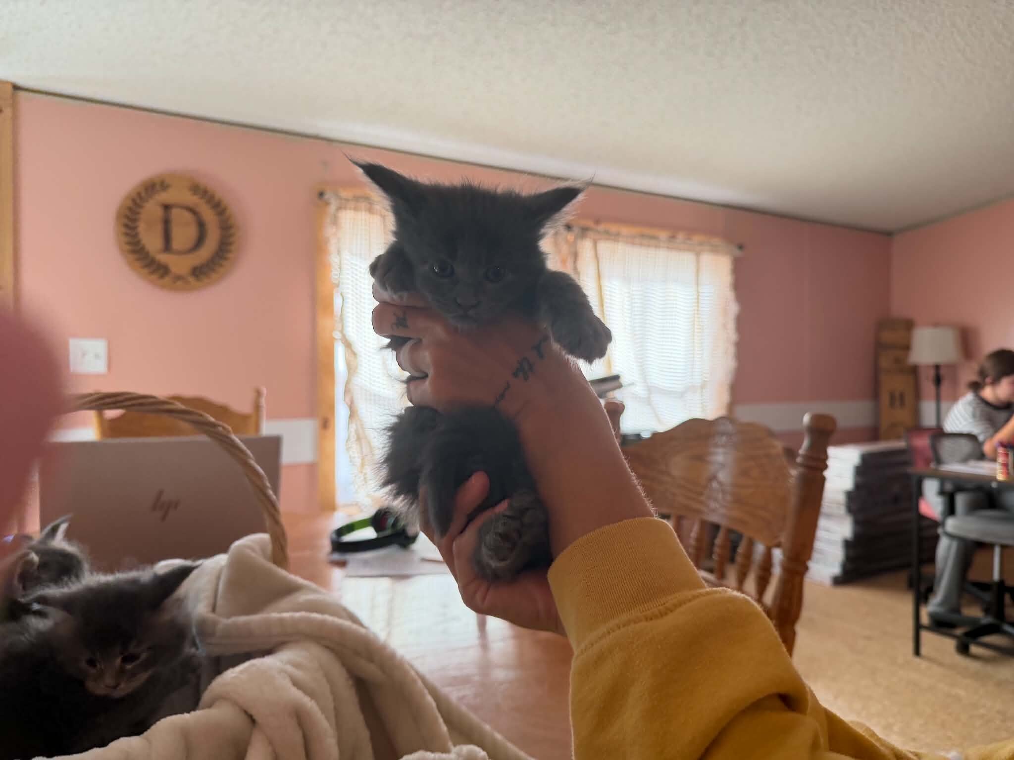 Maine Coon Kittens image 4