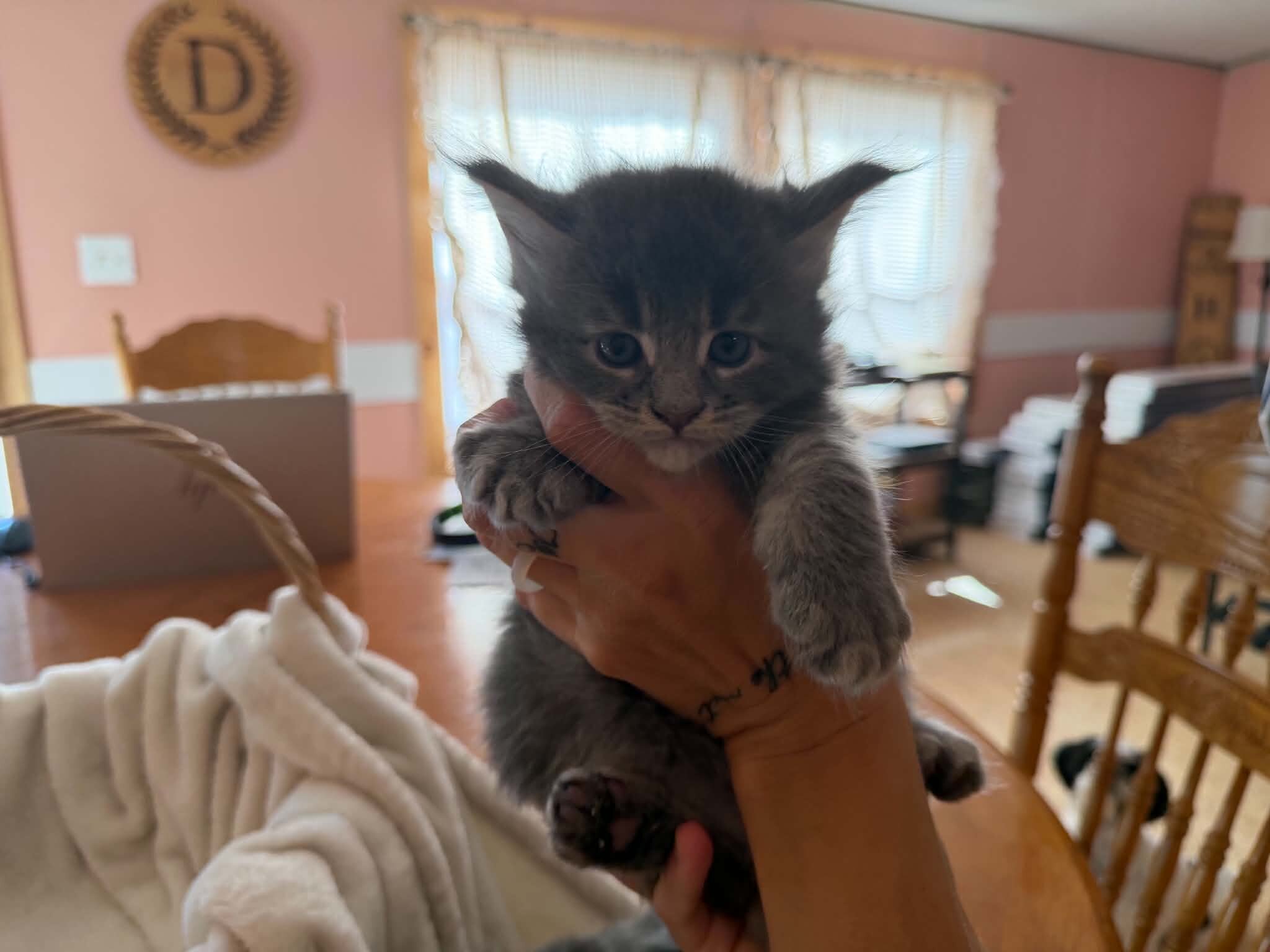 Maine Coon Kittens image 5