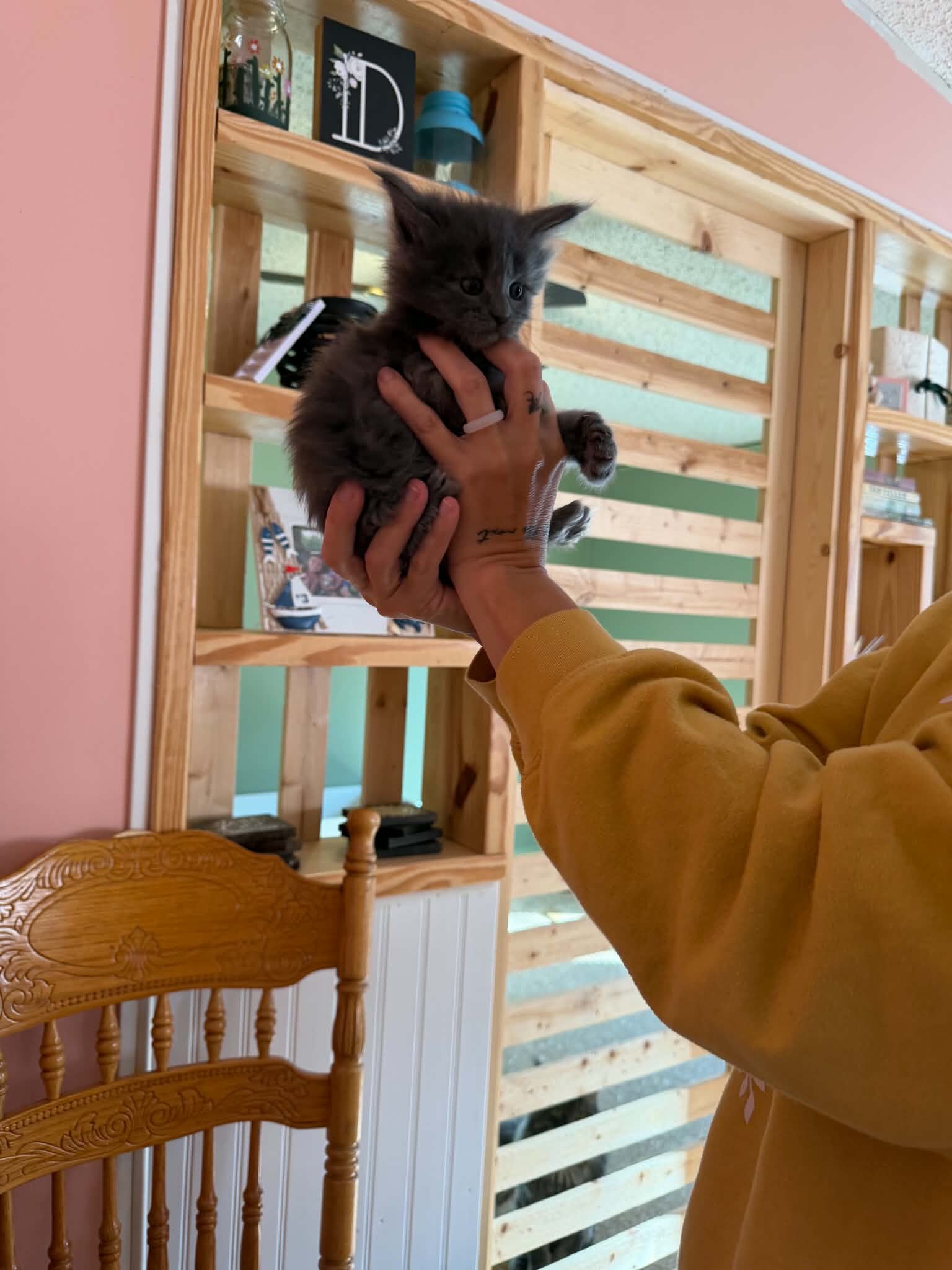 Maine Coon Kittens image 1