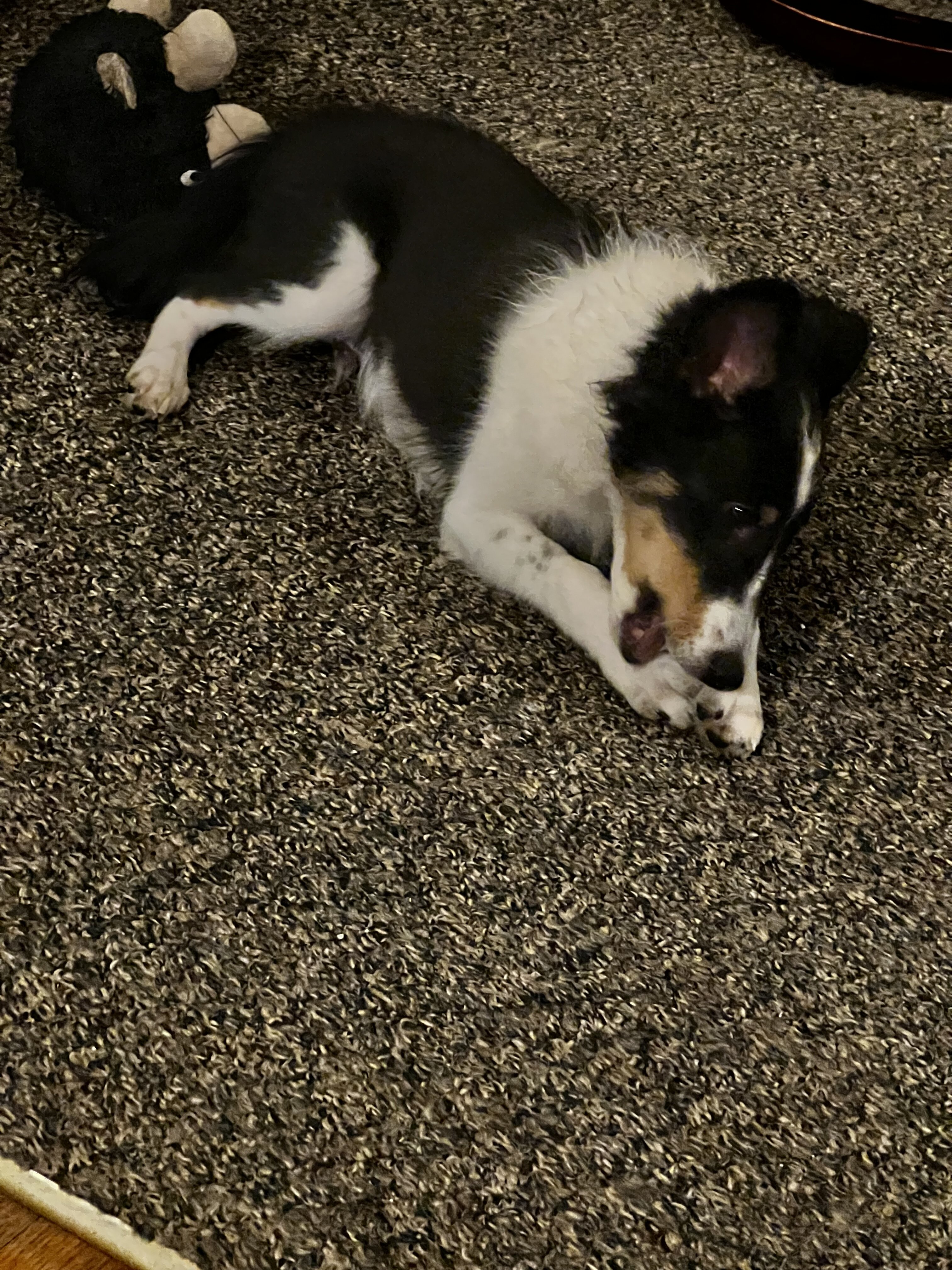 AKC SHELTIE MALE PUPPY image 1