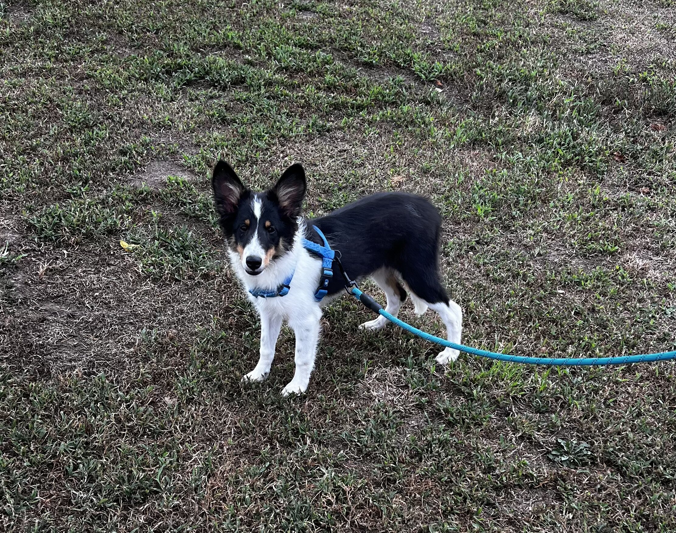 AKC SHELTIE MALE PUPPY image 2
